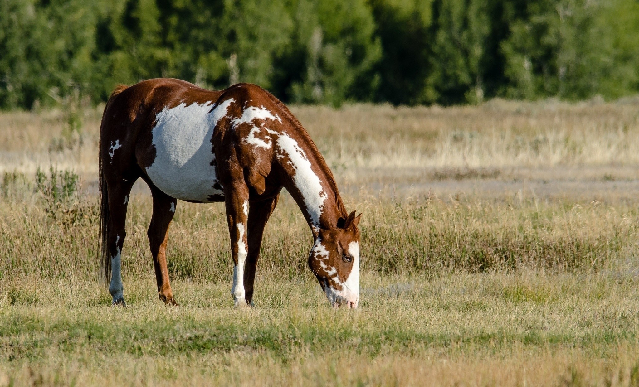 Download mobile wallpaper Spotty, Animals, Spotted, Field, Stroll, Grass, Horse, Food for free.