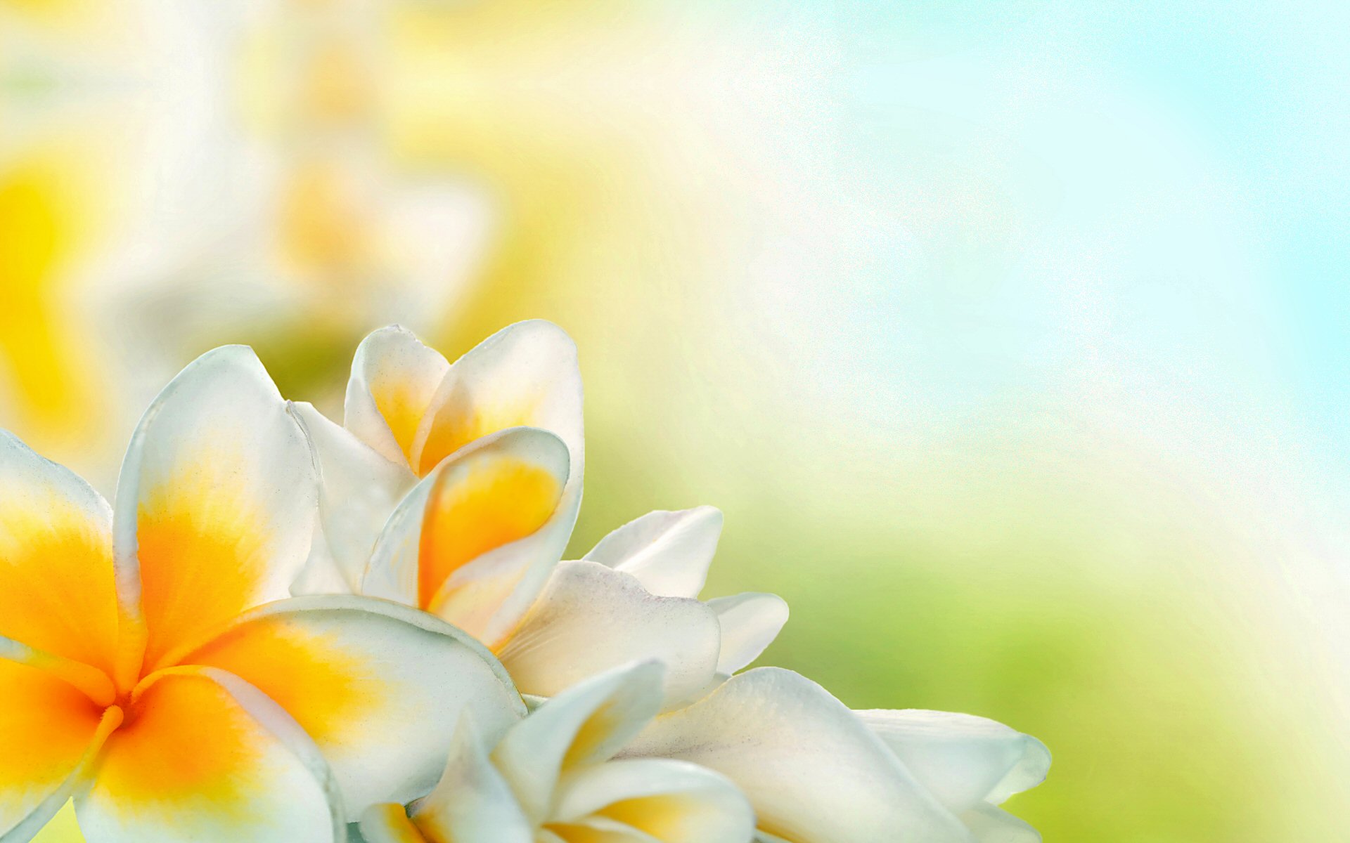 flower, spring, flowers, white flower, frangipani, earth, petal