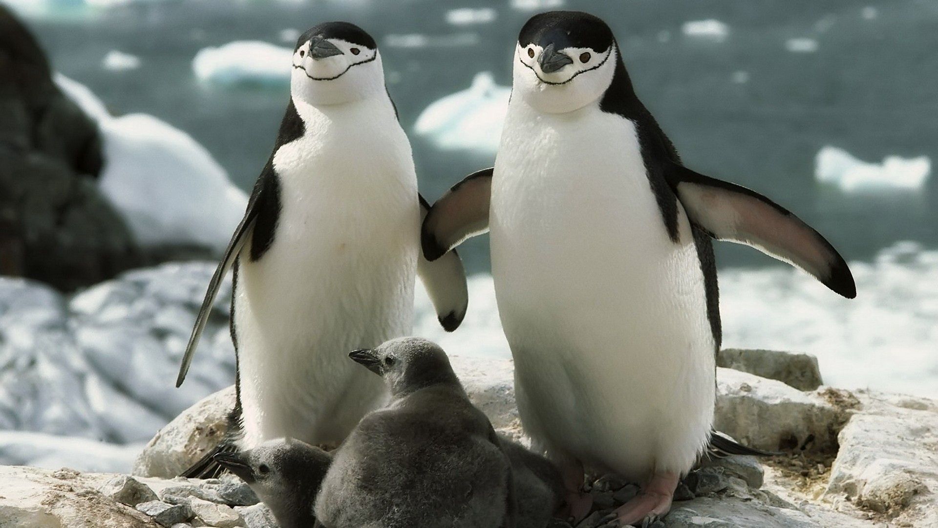 54952 descargar fondo de pantalla animales, pingüinos, joven, paseo, una familia, familia, cuidado, joey: protectores de pantalla e imágenes gratis