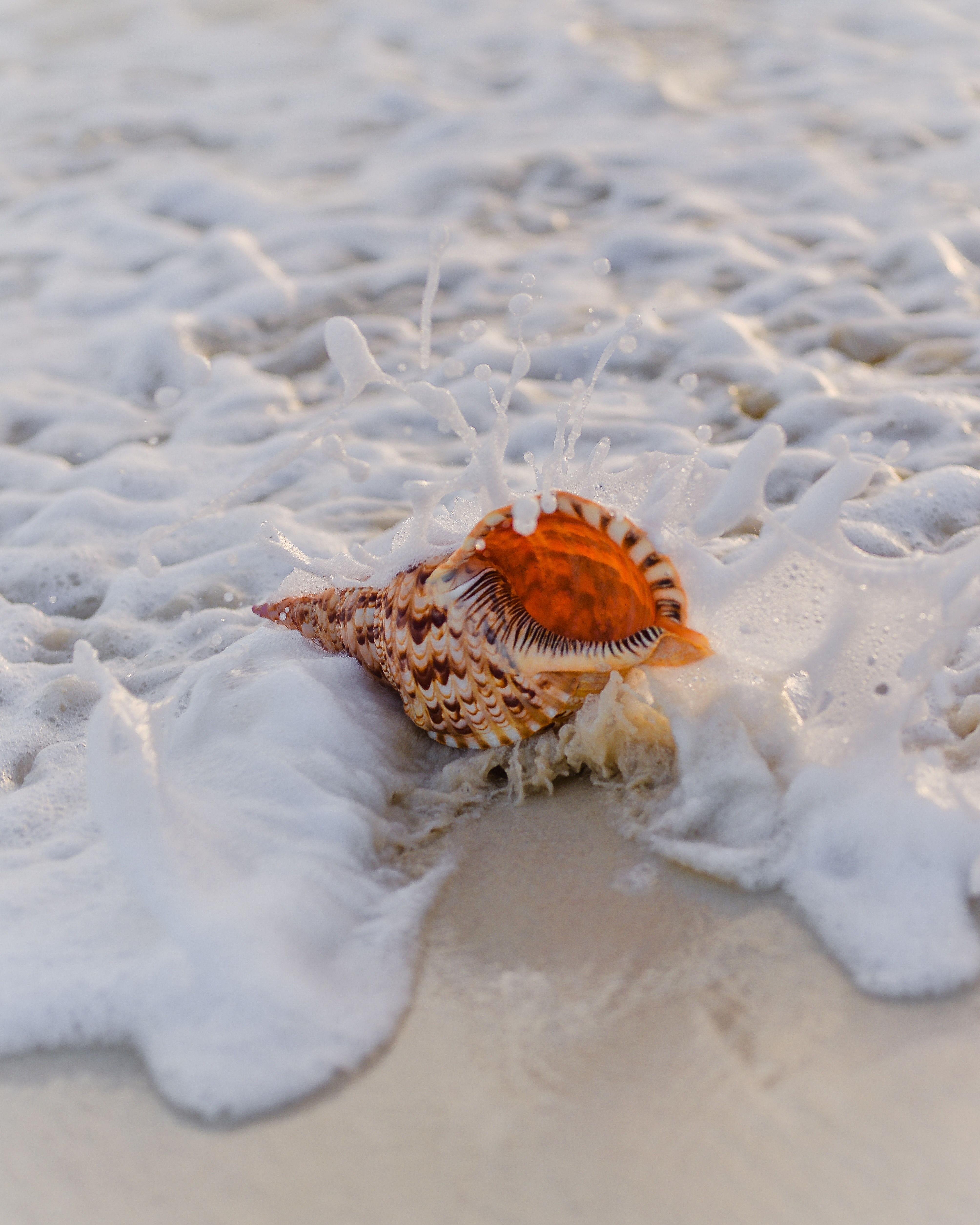 shell, sand, macro, foam, surf High Definition image