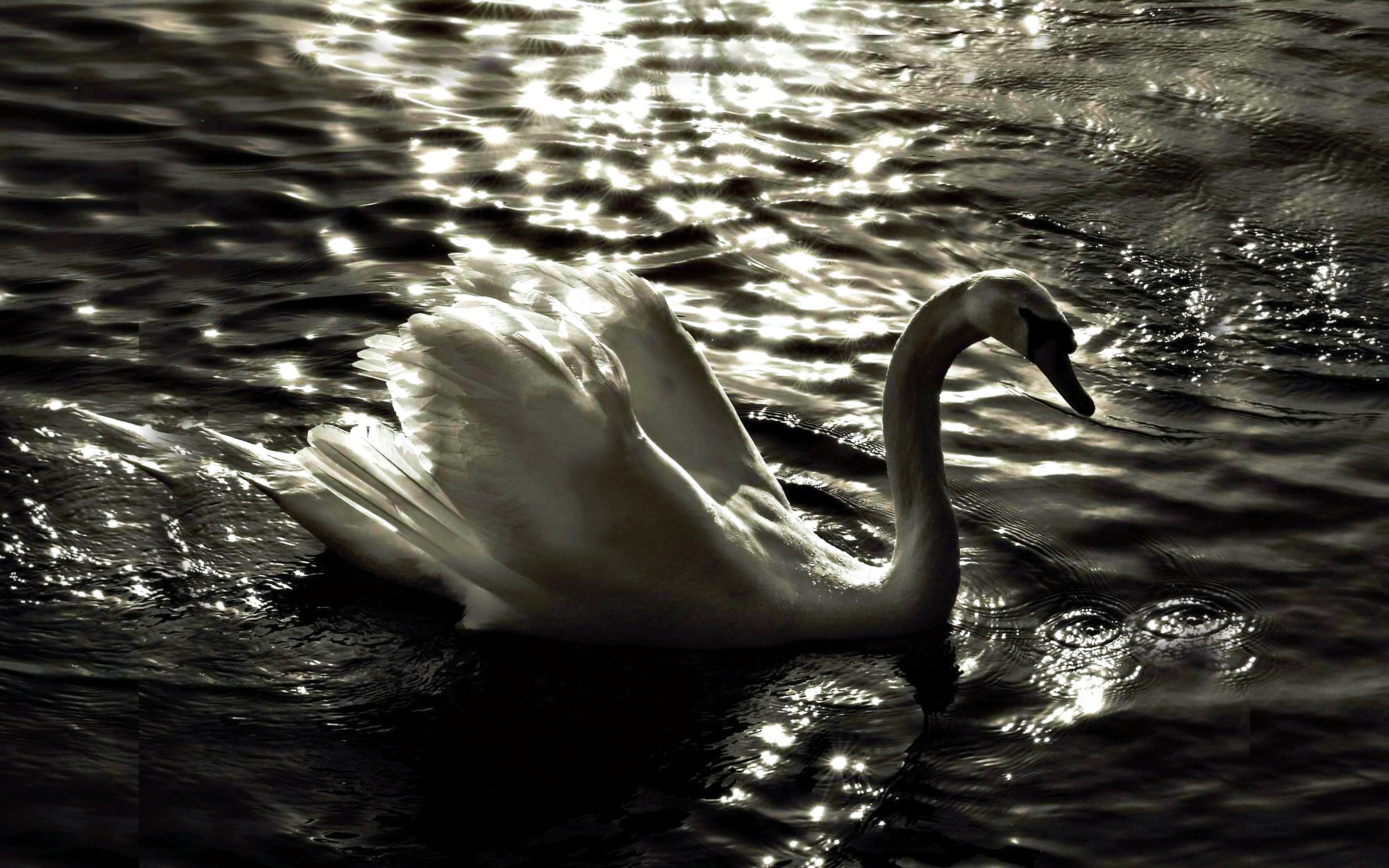 animal, mute swan, bird, lake, reflection, swan, water, white, birds cellphone