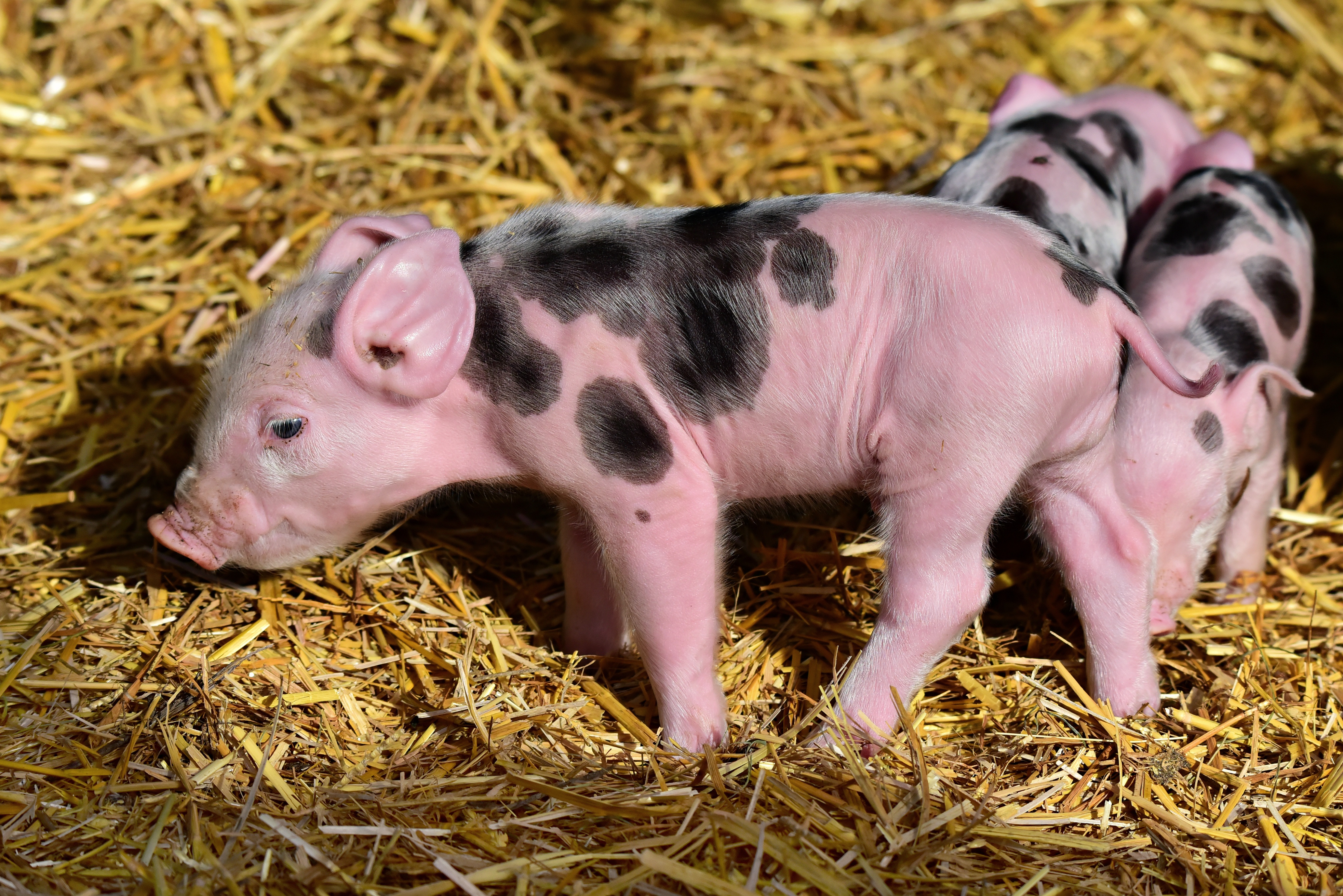 animal, pig, baby animal, piglet download HD wallpaper