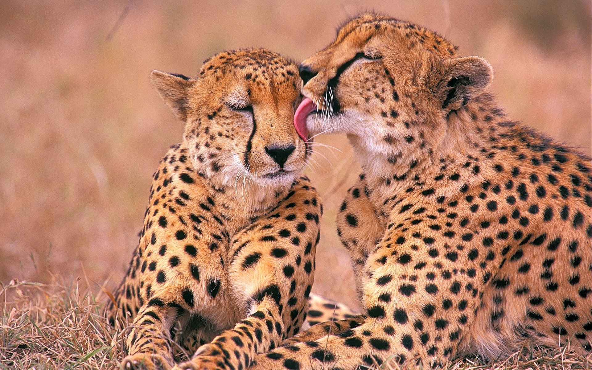 277390 скачать картинку гепард, животные, кошки - обои и заставки бесплатно