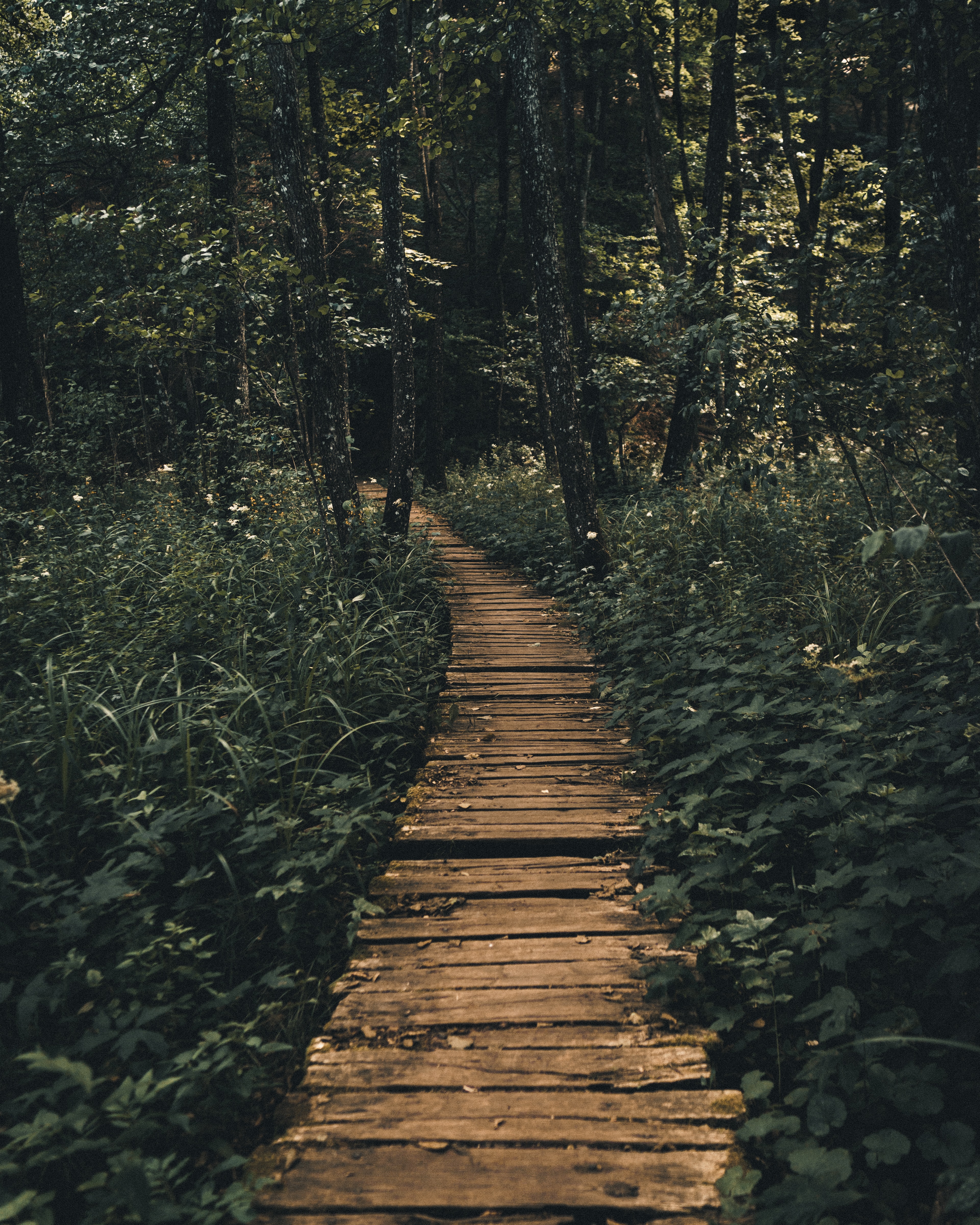 Mobile wallpaper forest, wooden, nature, wood, path
