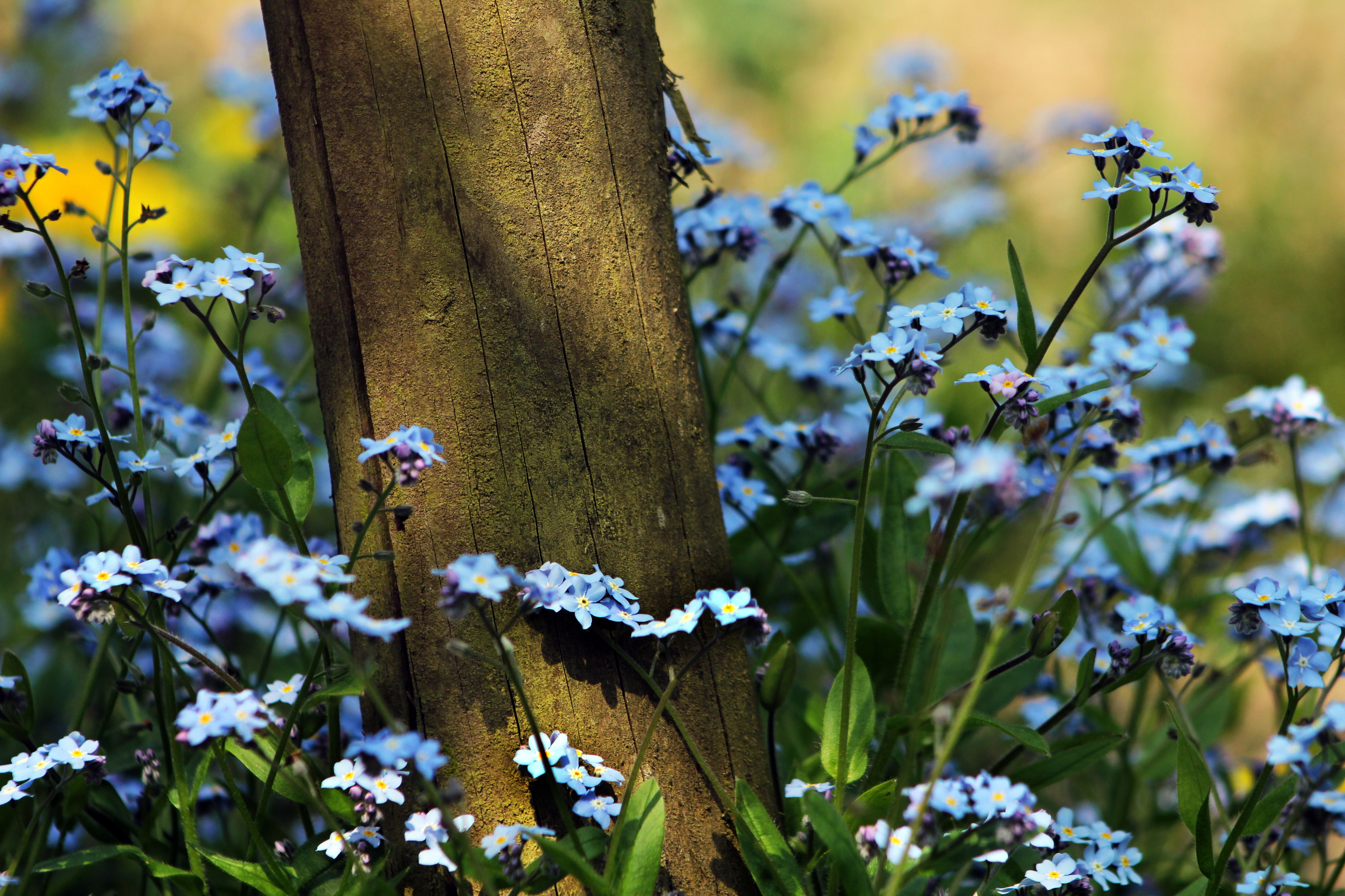 nature, flowers, blue eyed, log, blue eyes iphone wallpaper