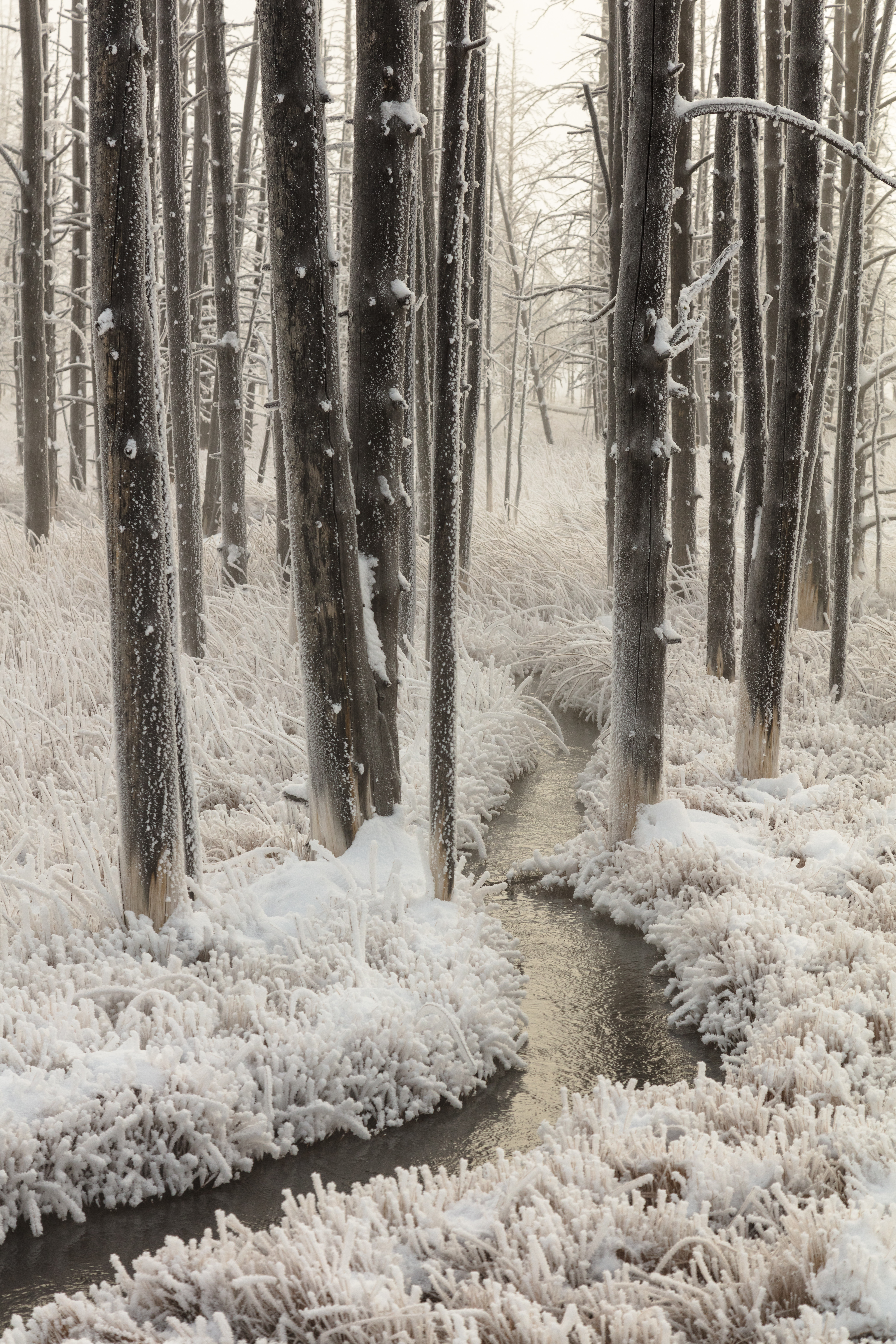 nature, trees, hand, frost, creek, brook QHD