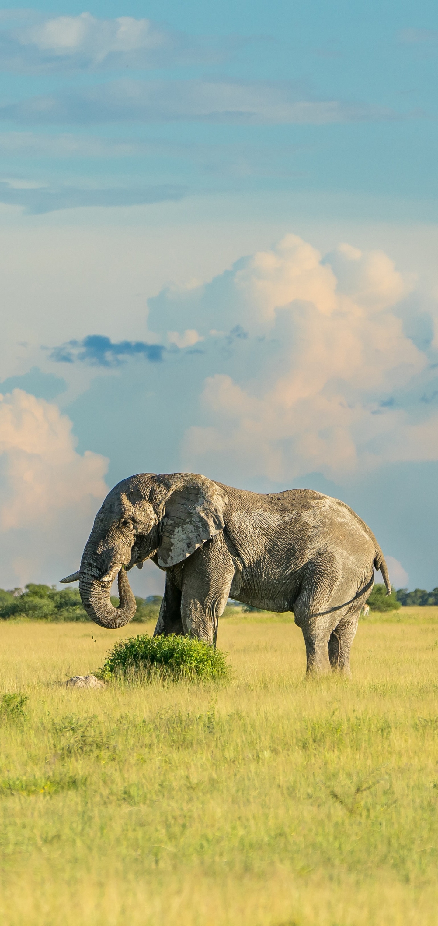 Download mobile wallpaper Elephants, Animal, Elephant, Savannah, African Bush Elephant for free.