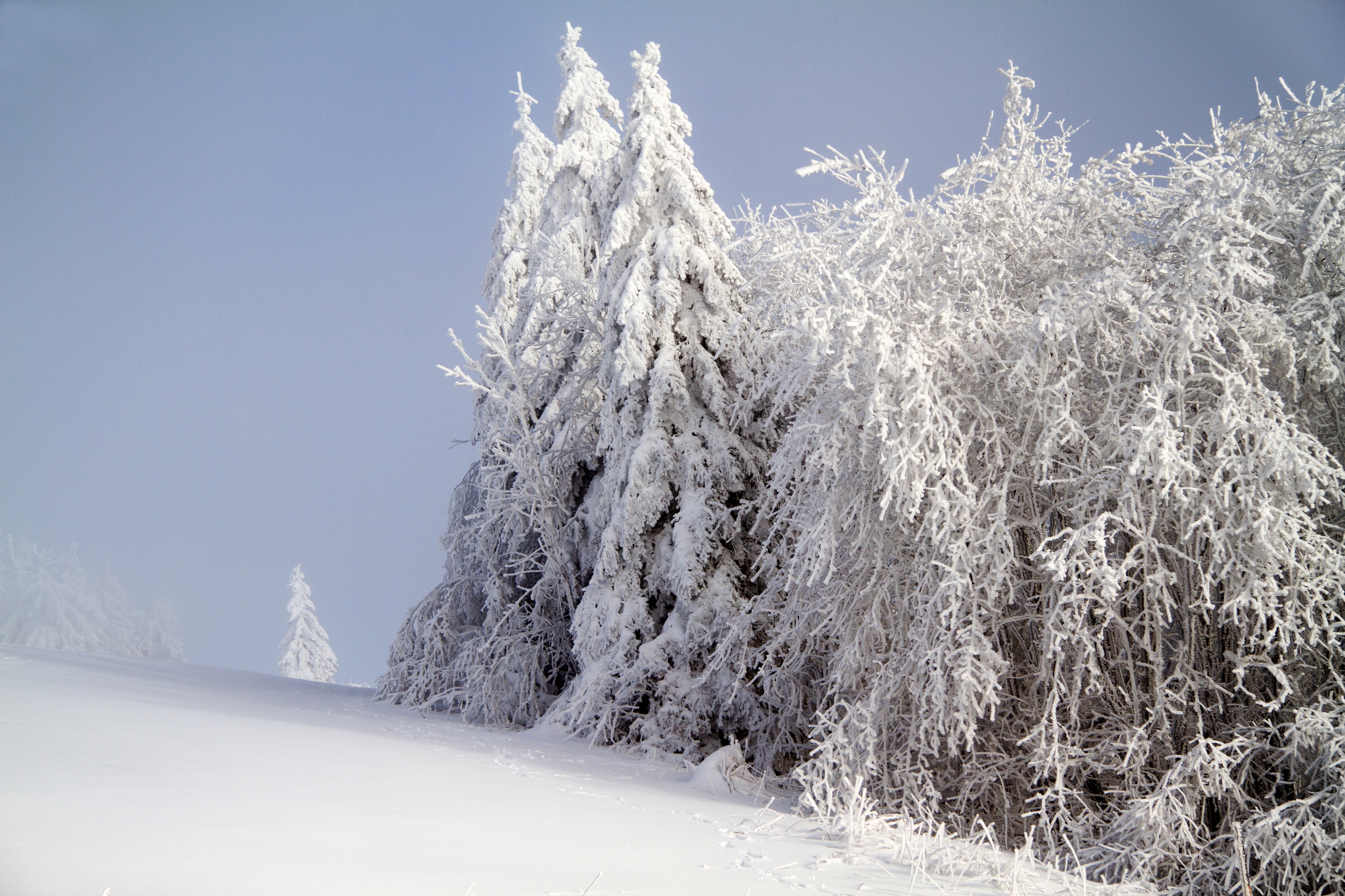 Free download wallpaper Winter, Snow, Forest, Nature on your PC desktop