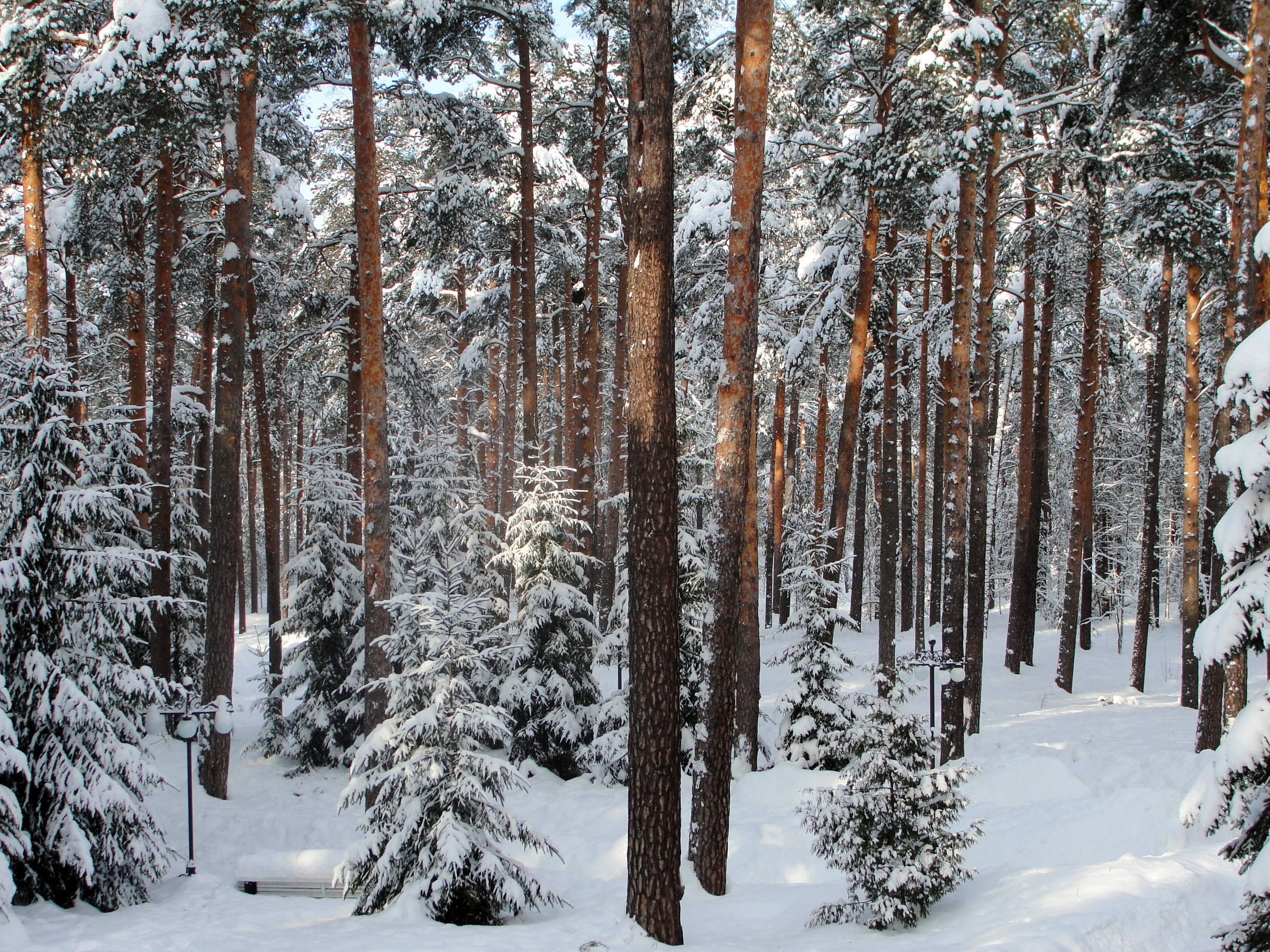 winter, nature, trees, forest, st petersburg, saint petersburg, pavlovsk Full HD