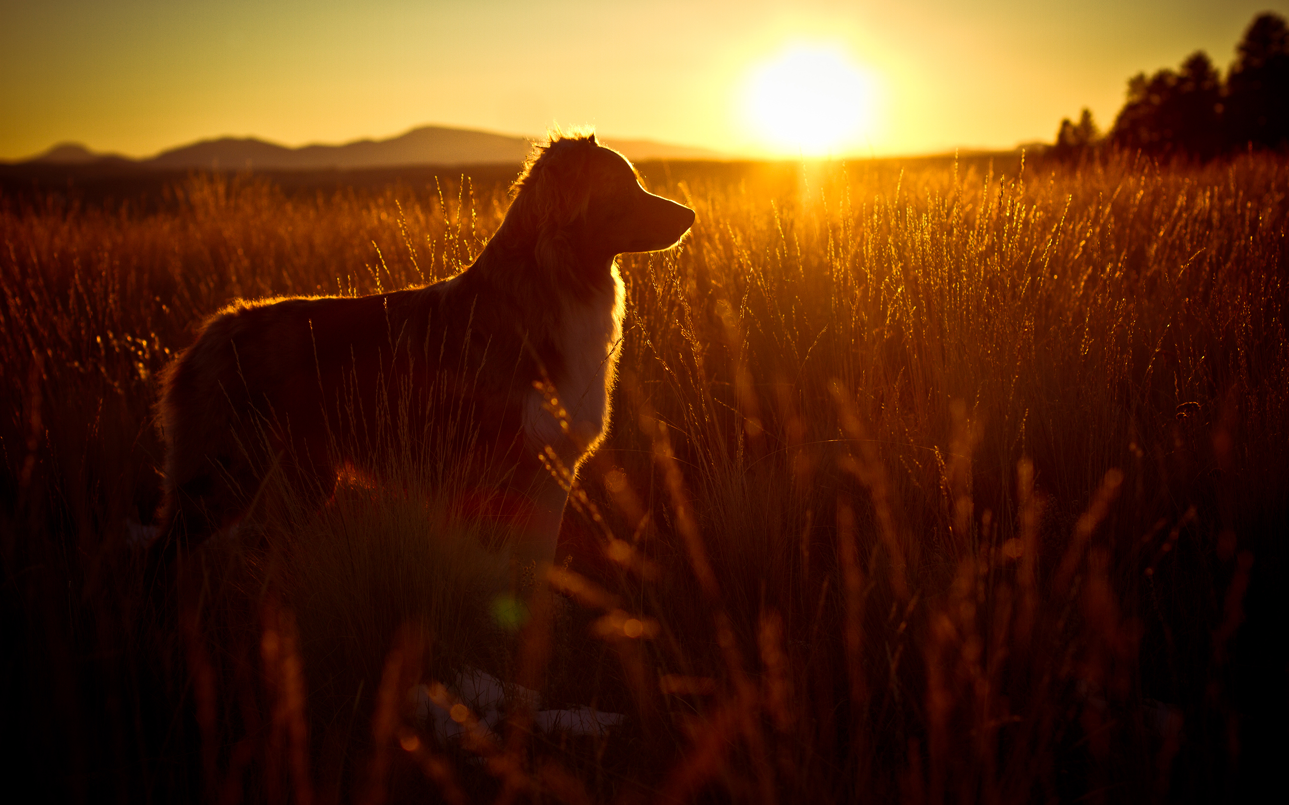 Собака на фоне солнца