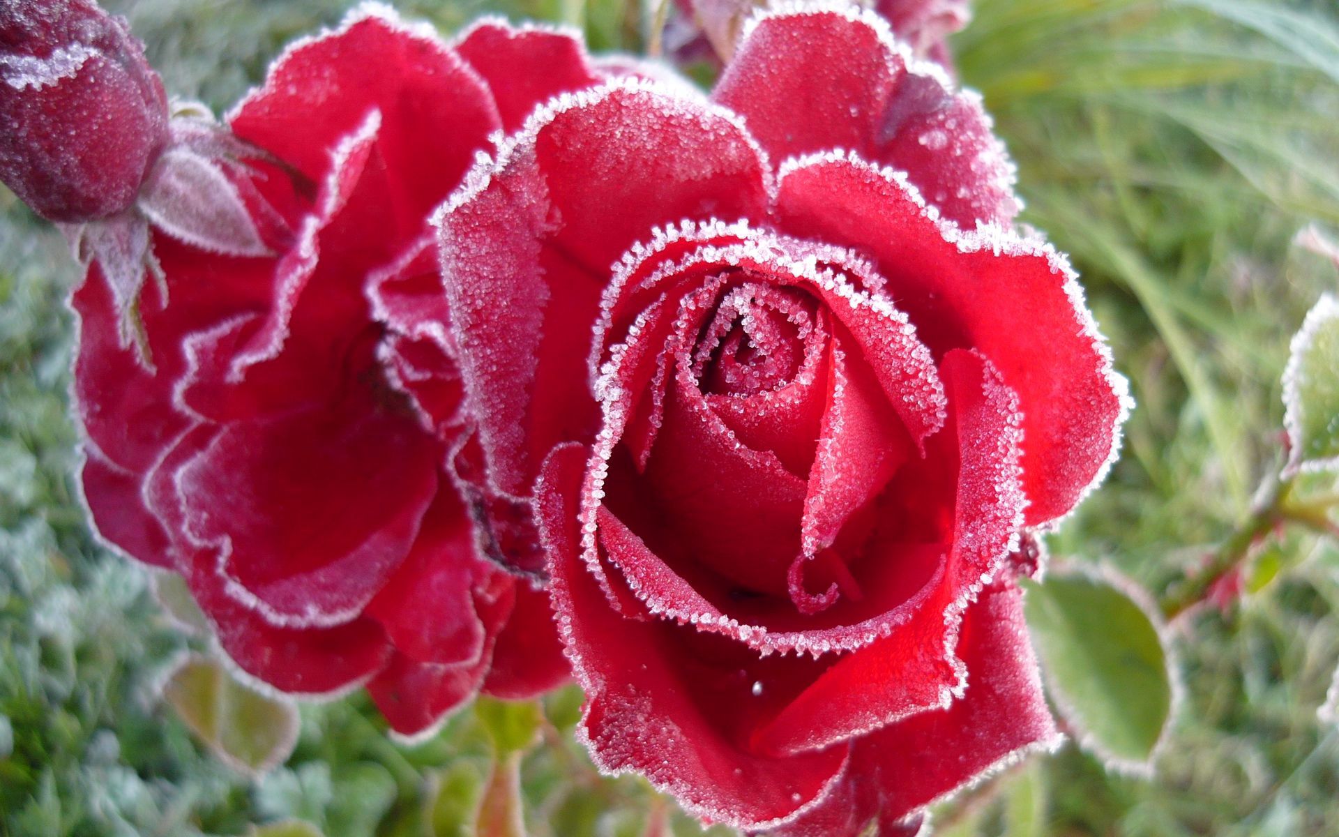 flowers, roses, petals, frost, hoarfrost, cold