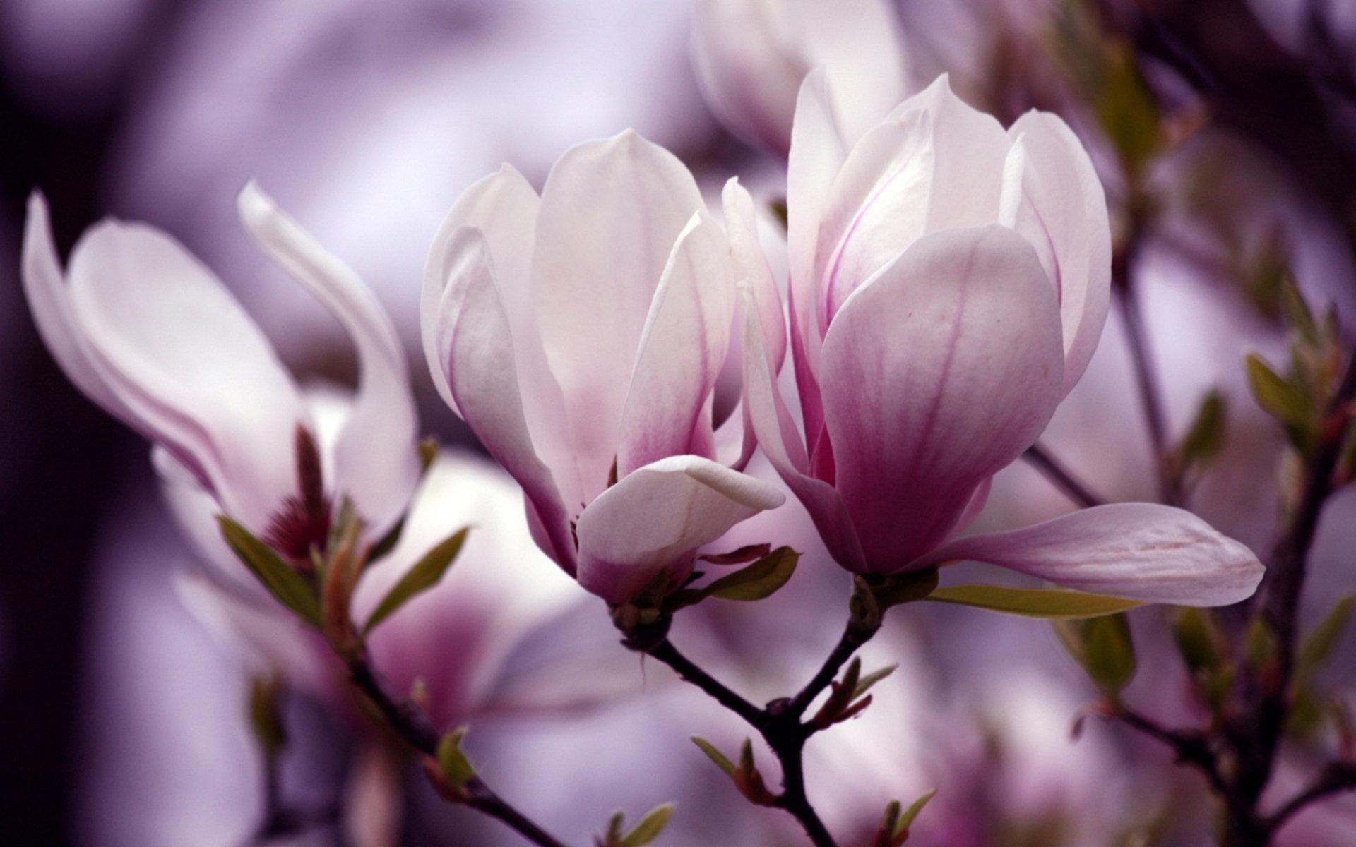 299201 Hintergrundbild herunterladen magnolie, erde/natur, blume, bäume - Bildschirmschoner und Bilder kostenlos