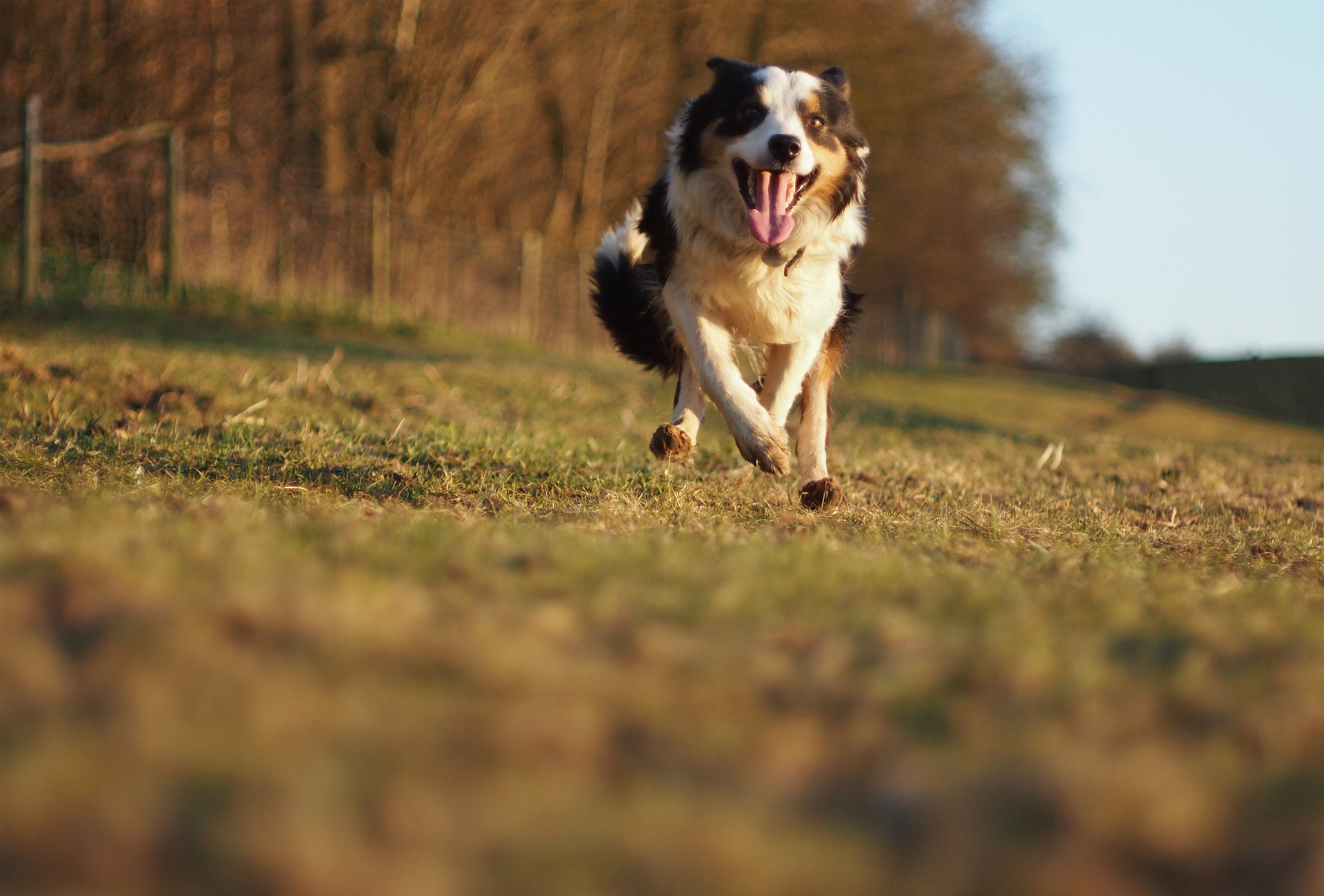 Look the dog run. Аусси. Джек Рассел и аусси. Австралийская овчарка ЗКС. Аусси на прогулке.