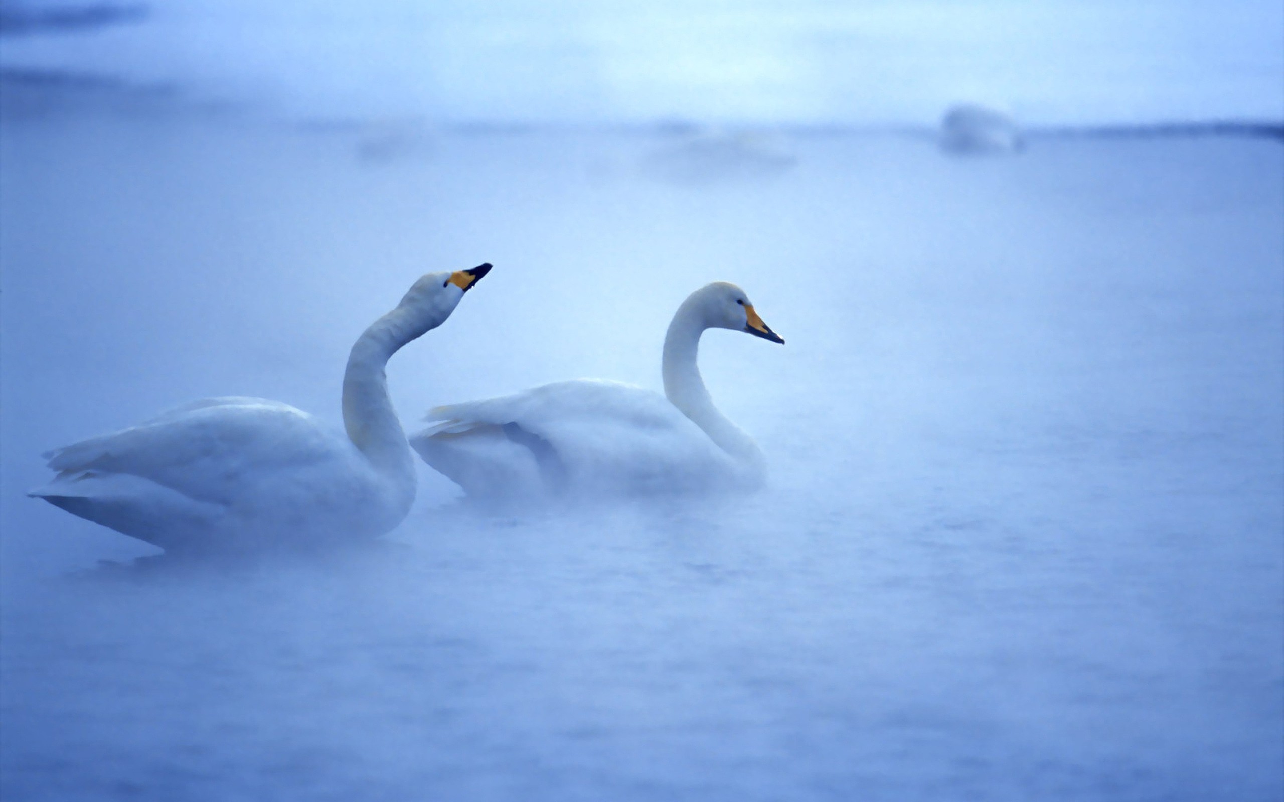 Download mobile wallpaper Whooper Swan, Swan, Bird, Birds, Animal for free.