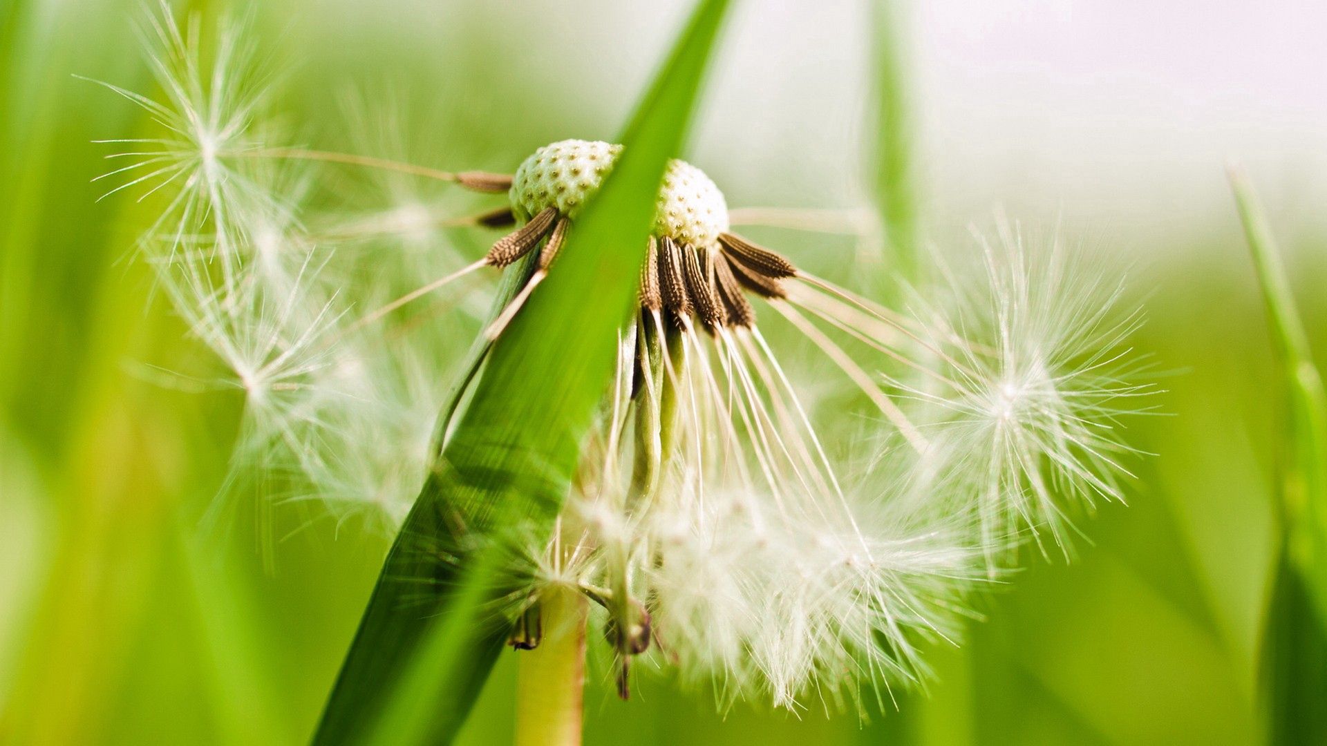 grass, plant, macro, dandelion, fluff, fuzz Smartphone Background