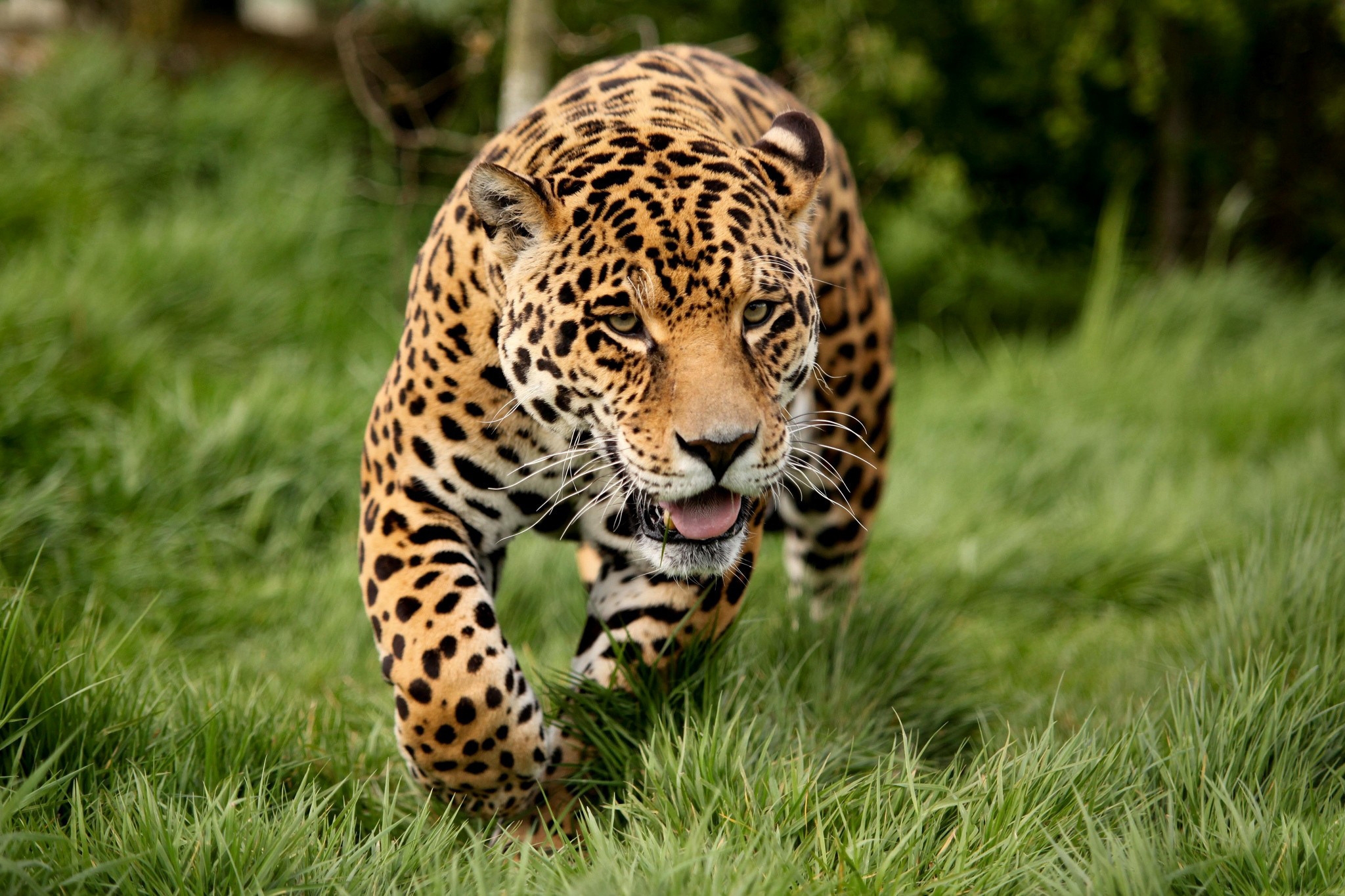 animals, leopard, predator, big cat, run away, run