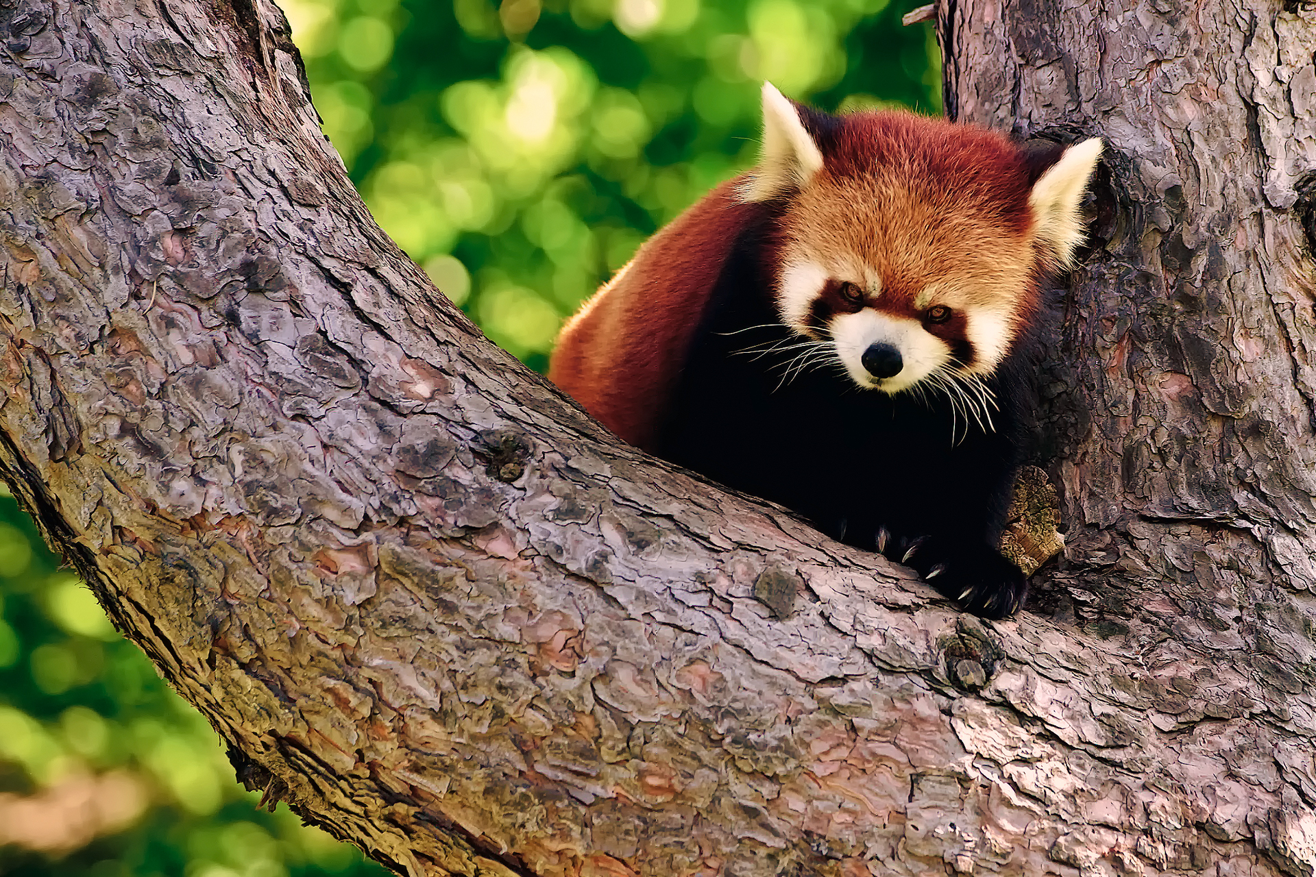 574028 Bild herunterladen tiere, kleiner panda - Hintergrundbilder und Bildschirmschoner kostenlos