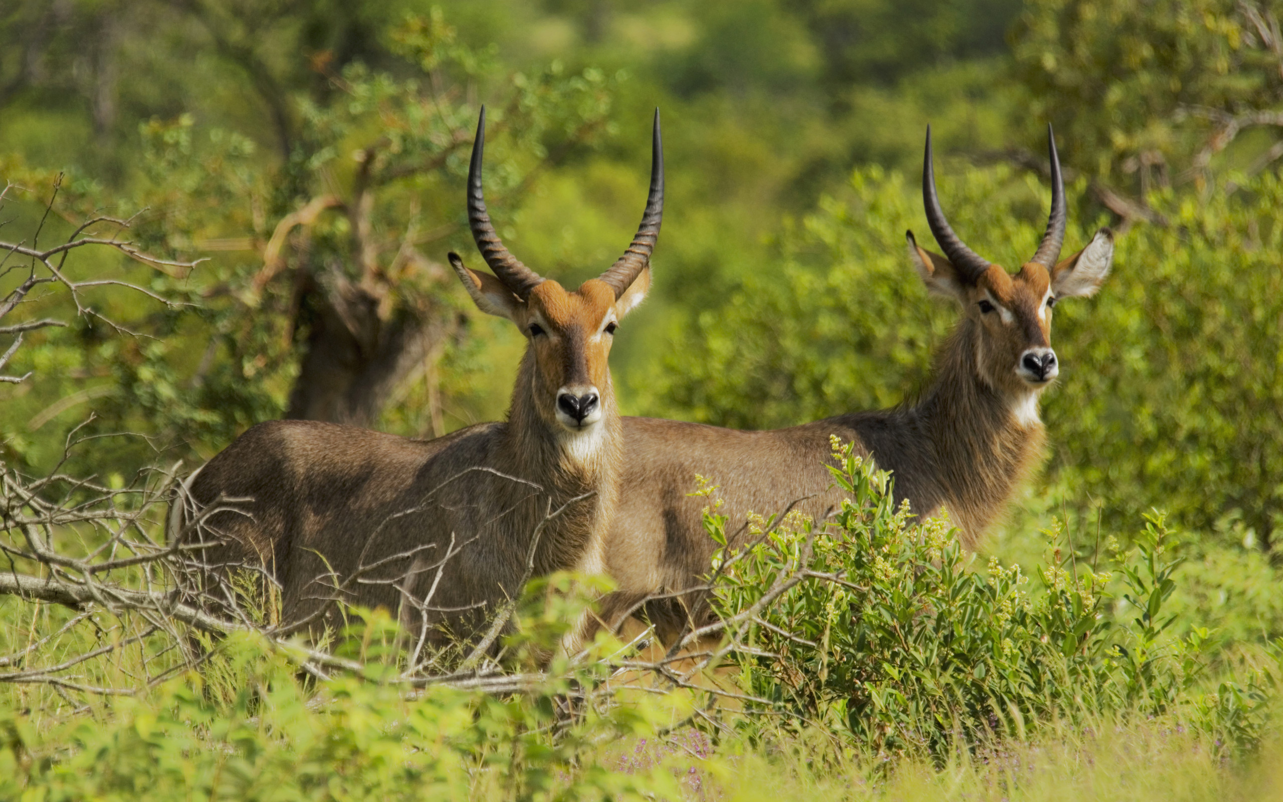 605835 Bild herunterladen tiere, antilope - Hintergrundbilder und Bildschirmschoner kostenlos