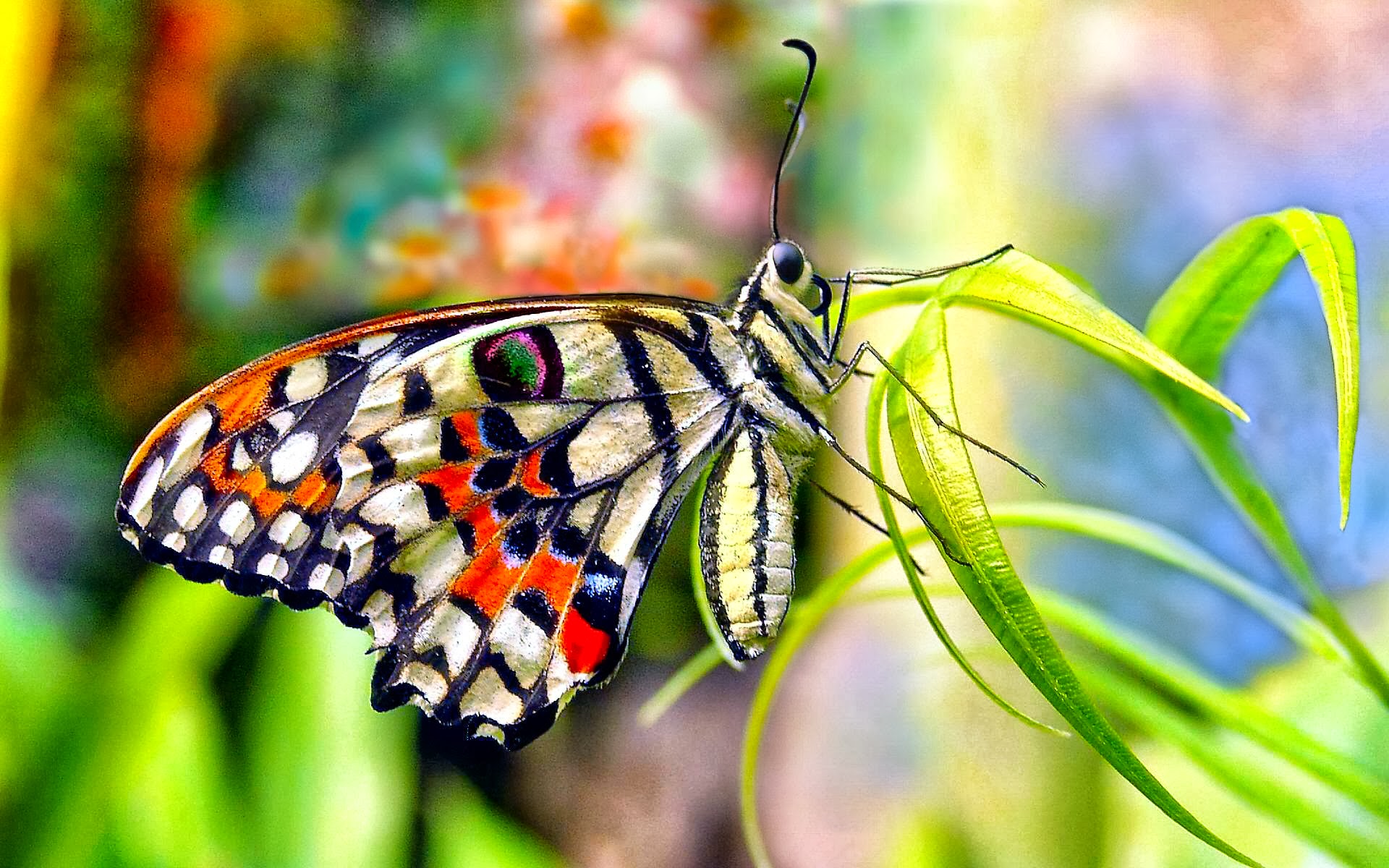 green, pastel, colors, colorful, butterfly, animal, flower