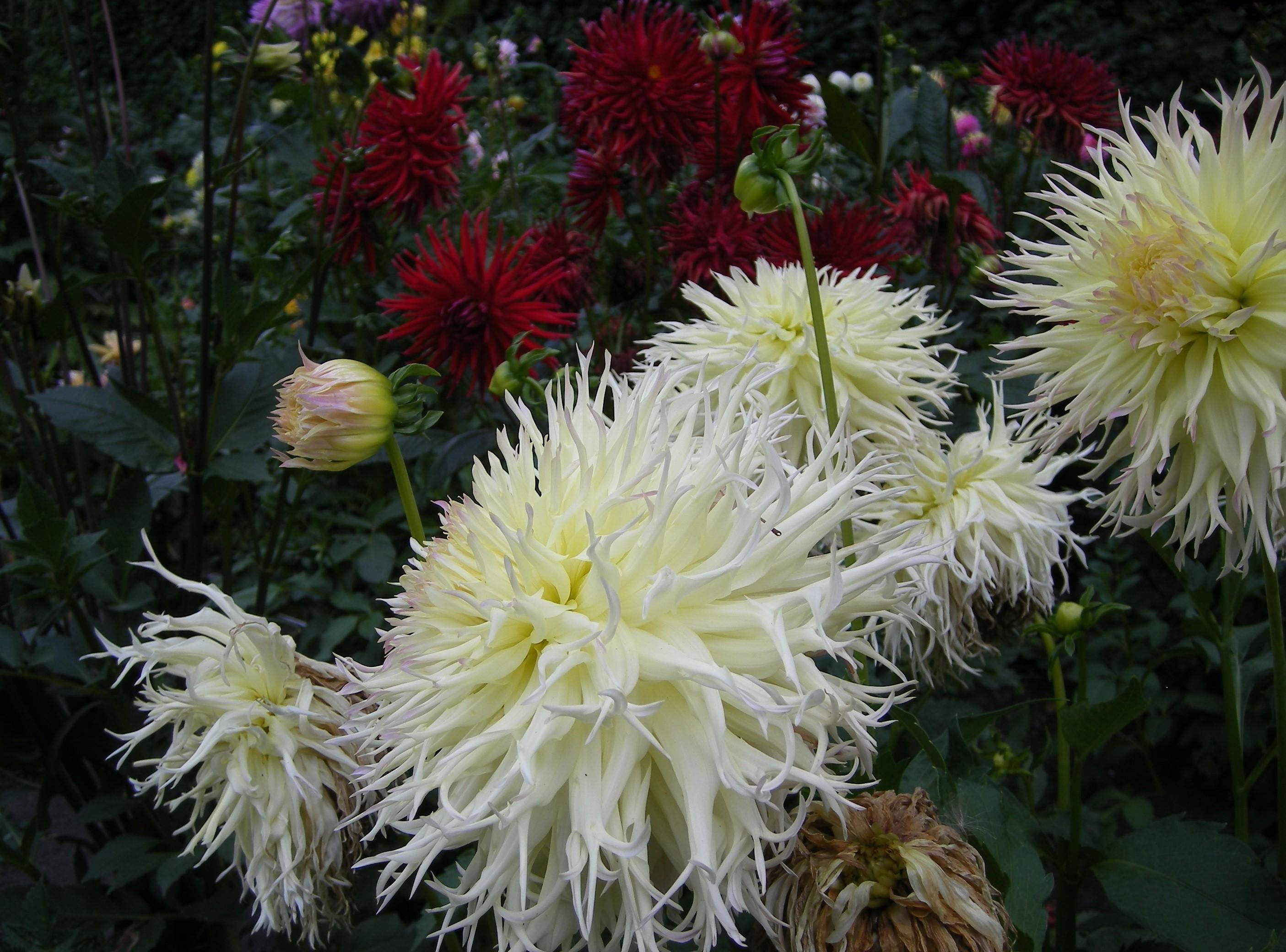 Download mobile wallpaper Dahlias, Flowerbed, Flower Bed, Greens, Flowers, Garden for free.