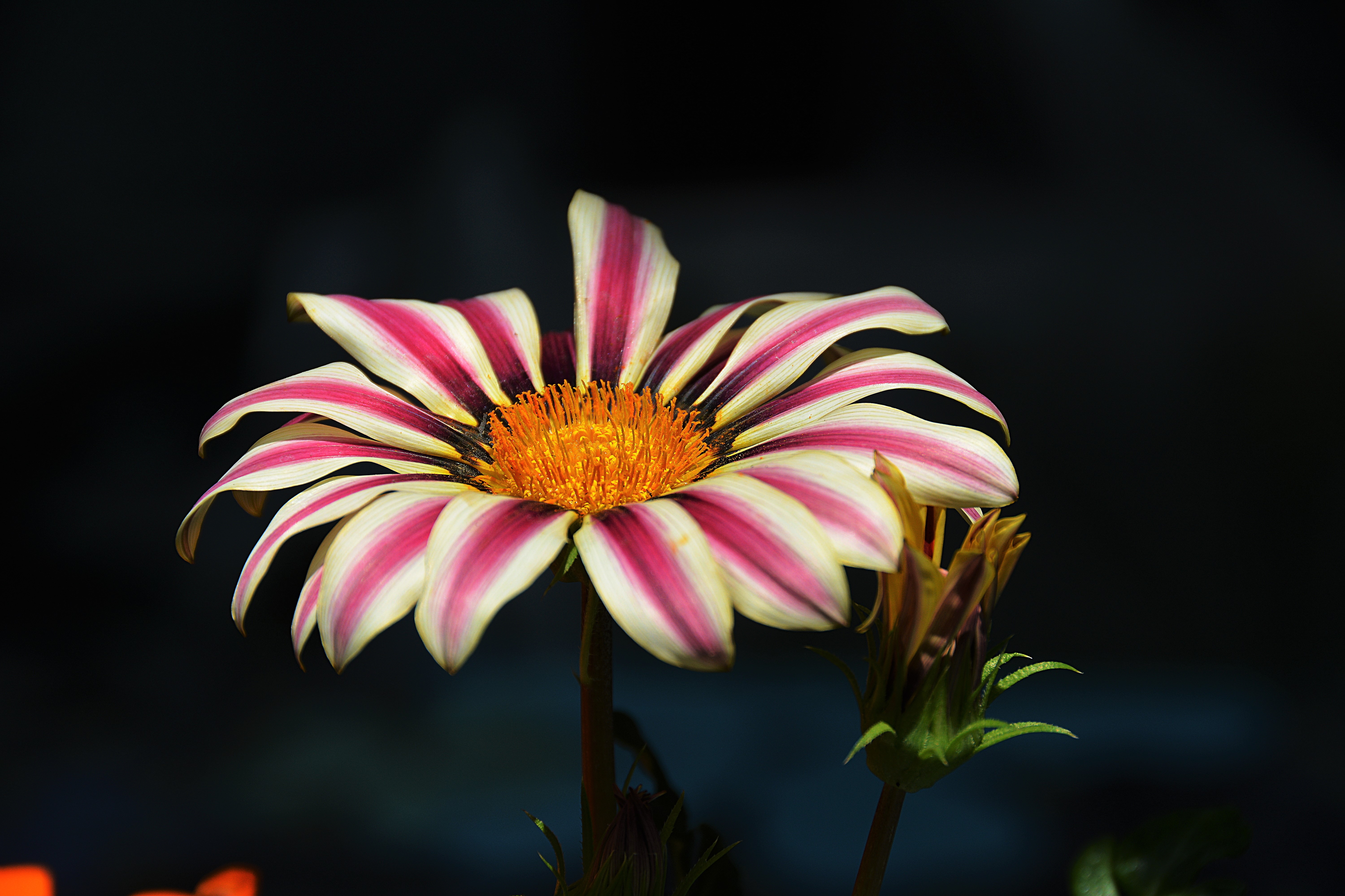 earth, gazania, flower, flowers for android