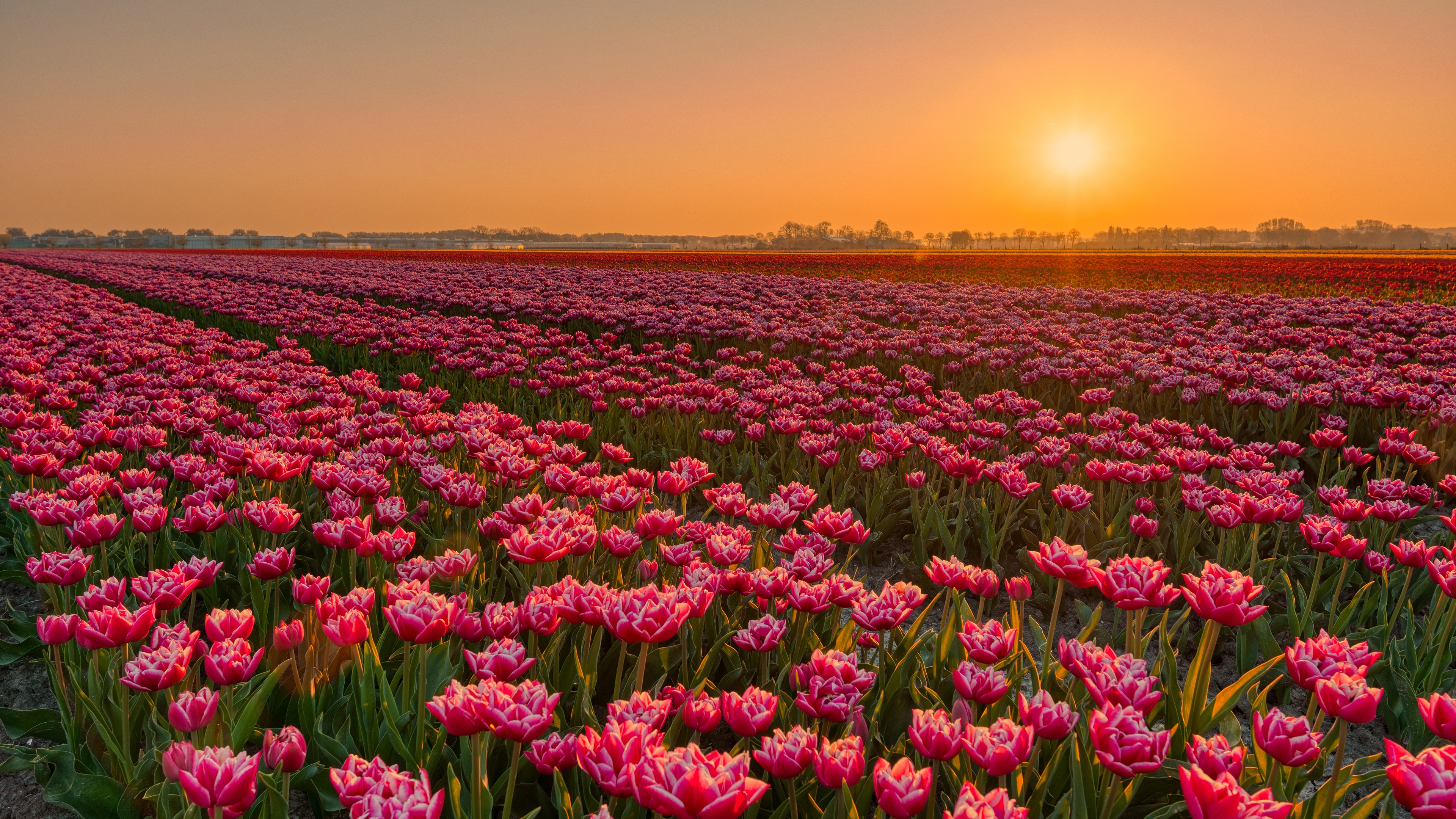 flowers, plantation, earth, tulip, field, flower, sunset