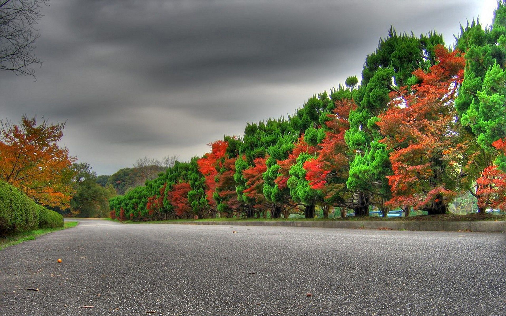 Осень разноцветные деревья