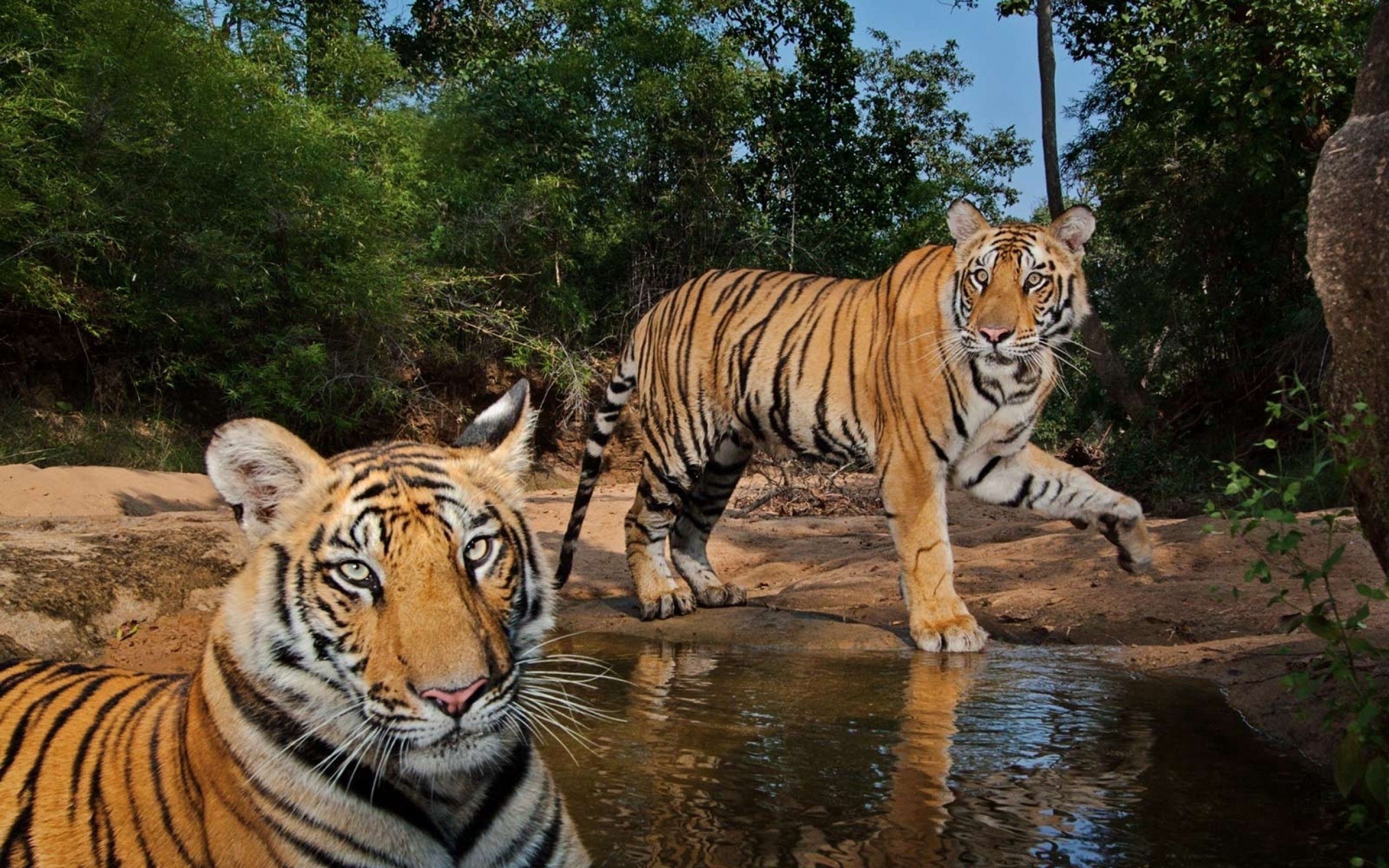 Download mobile wallpaper Water, Animals, Pair, Predators, Couple, Tigers for free.