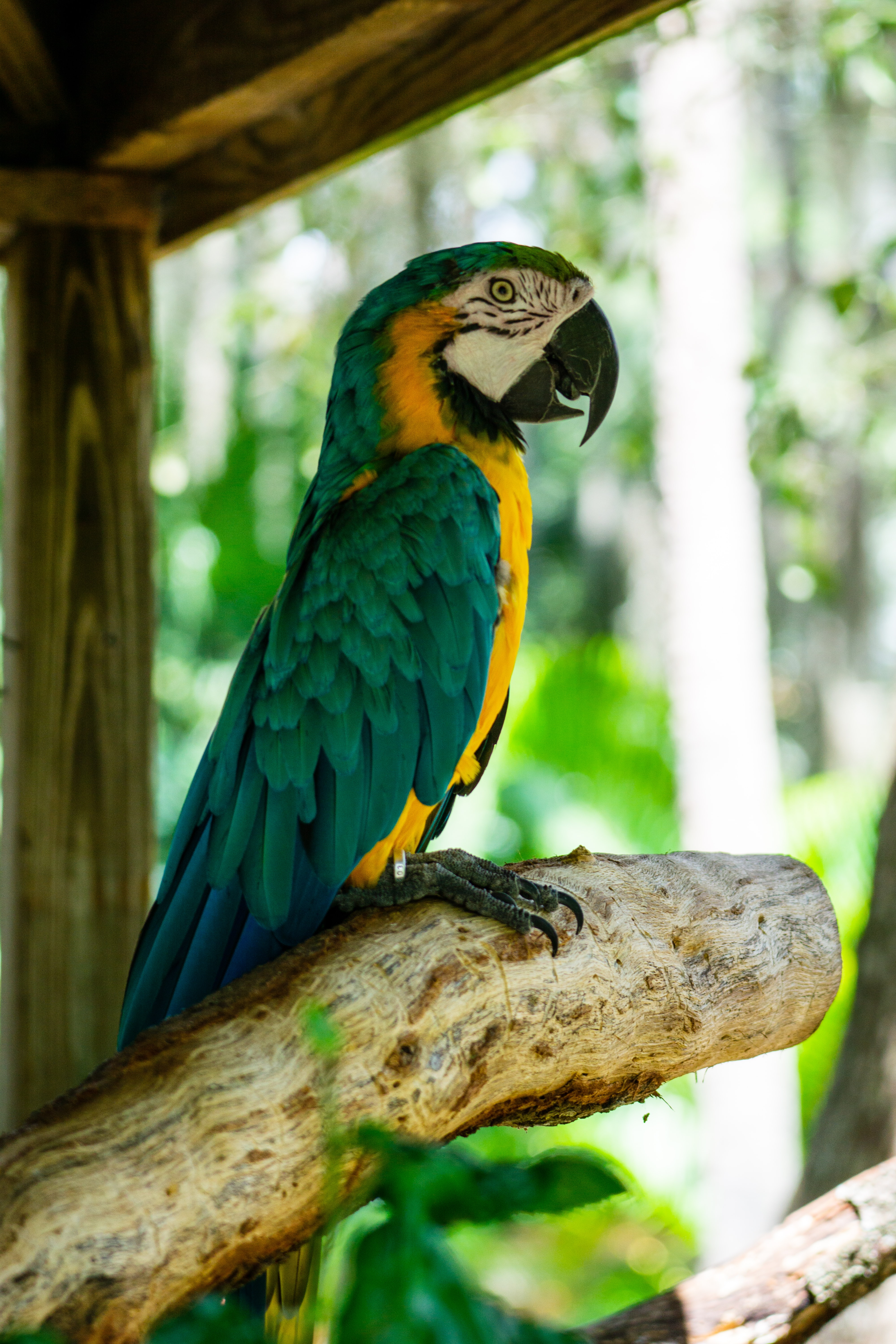 Free download wallpaper Wood, Tree, Profile, Macaw, Animals, Bird, Parrots on your PC desktop