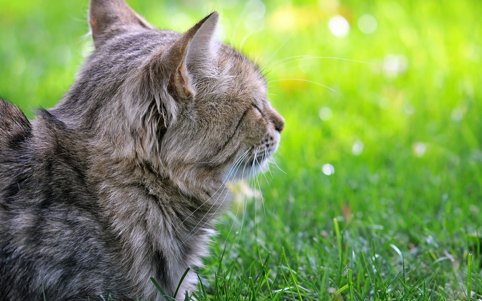 Звуки животных котов. Кот в траве. Котэ. Кот лежит на траве. Газон кот лежит.