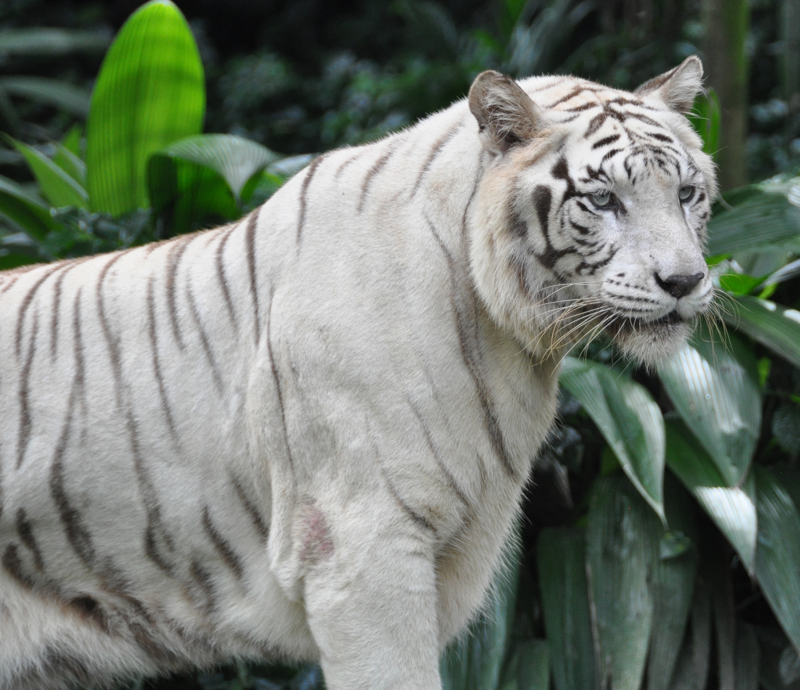 animals, predator, big cat, sight, opinion, tiger, bengal tiger Aesthetic wallpaper