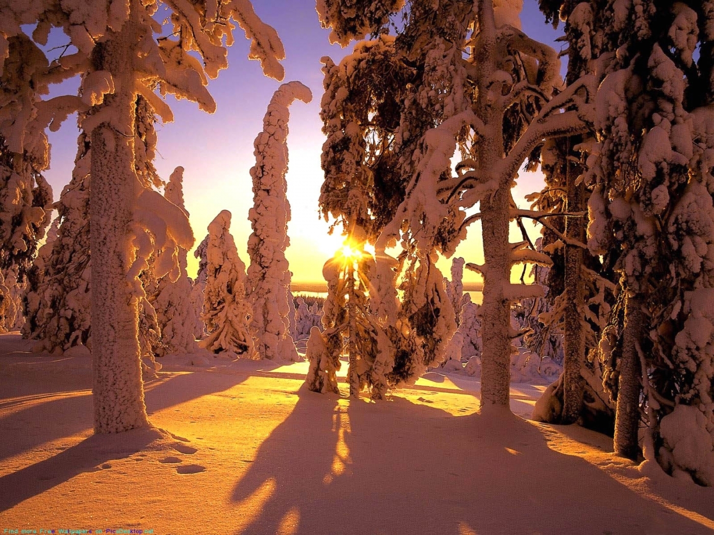 免费下载景观, 冬天, 树, 日落, 雪手机壁纸。