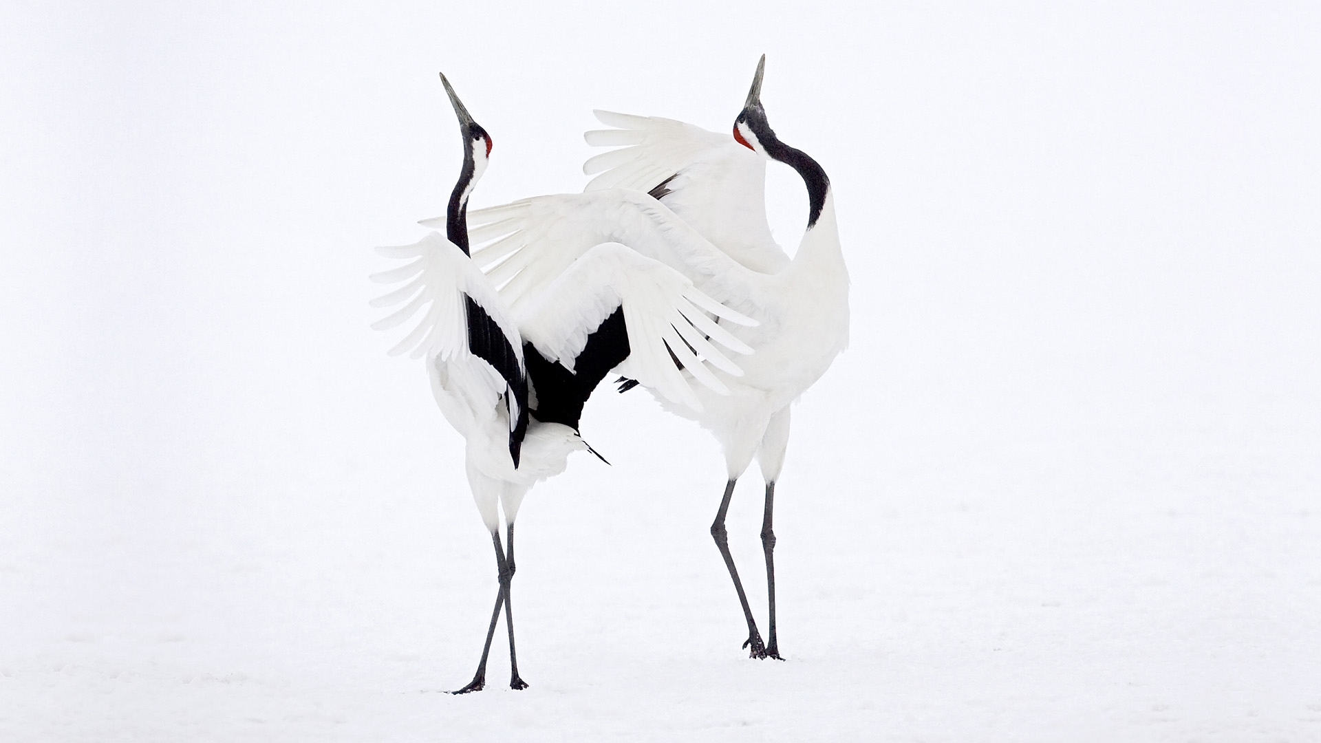 animal, red crowned crane, crane, white, birds