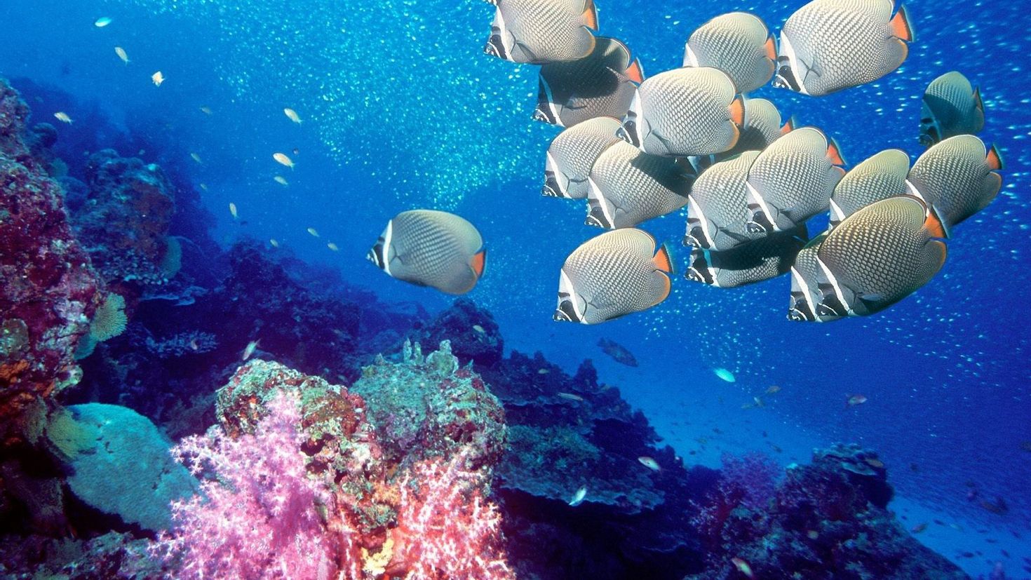 Underwater coral. Подводный мир. Морской мир. Подводный мир океана. Рыбы в море.