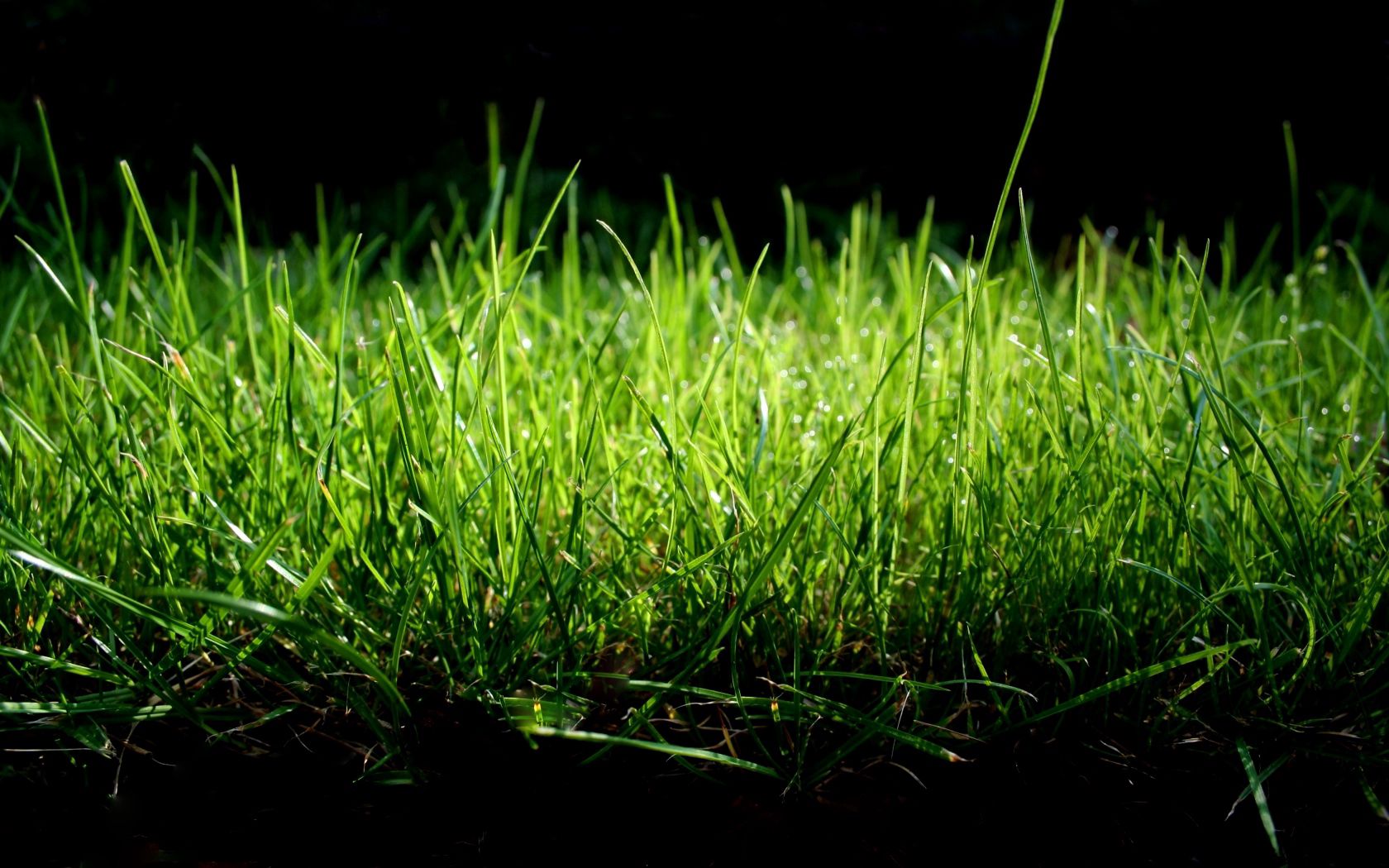 Laden Sie das Grass, Nass, Schatten, Feucht, Makro-Bild kostenlos auf Ihren PC-Desktop herunter
