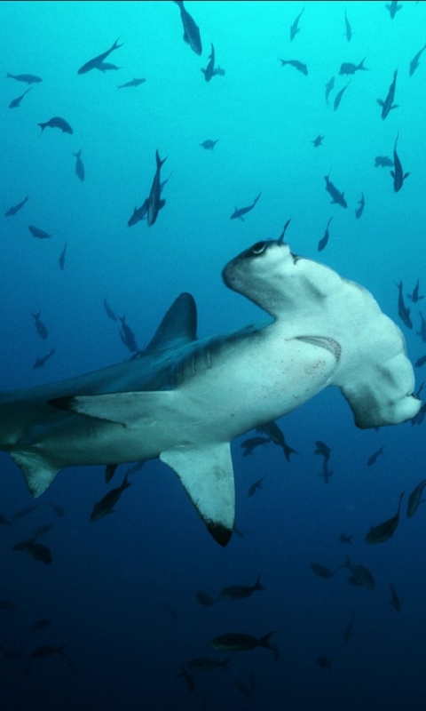 Download Hammerhead Shark wallpapers for mobile phone free Hammerhead  Shark HD pictures