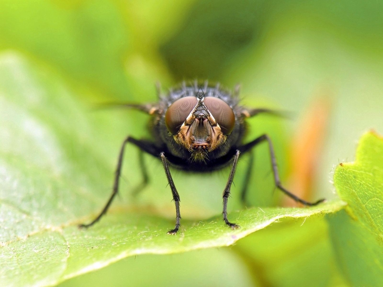 Download mobile wallpaper Macro, Grass, Fly, Wings, Eyes for free.