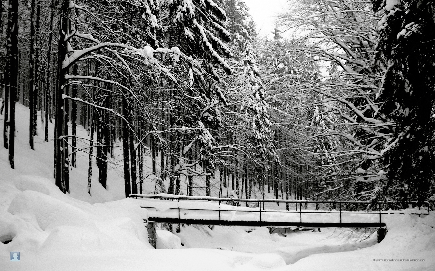 Download PC Wallpaper snow, landscape, winter, trees, gray