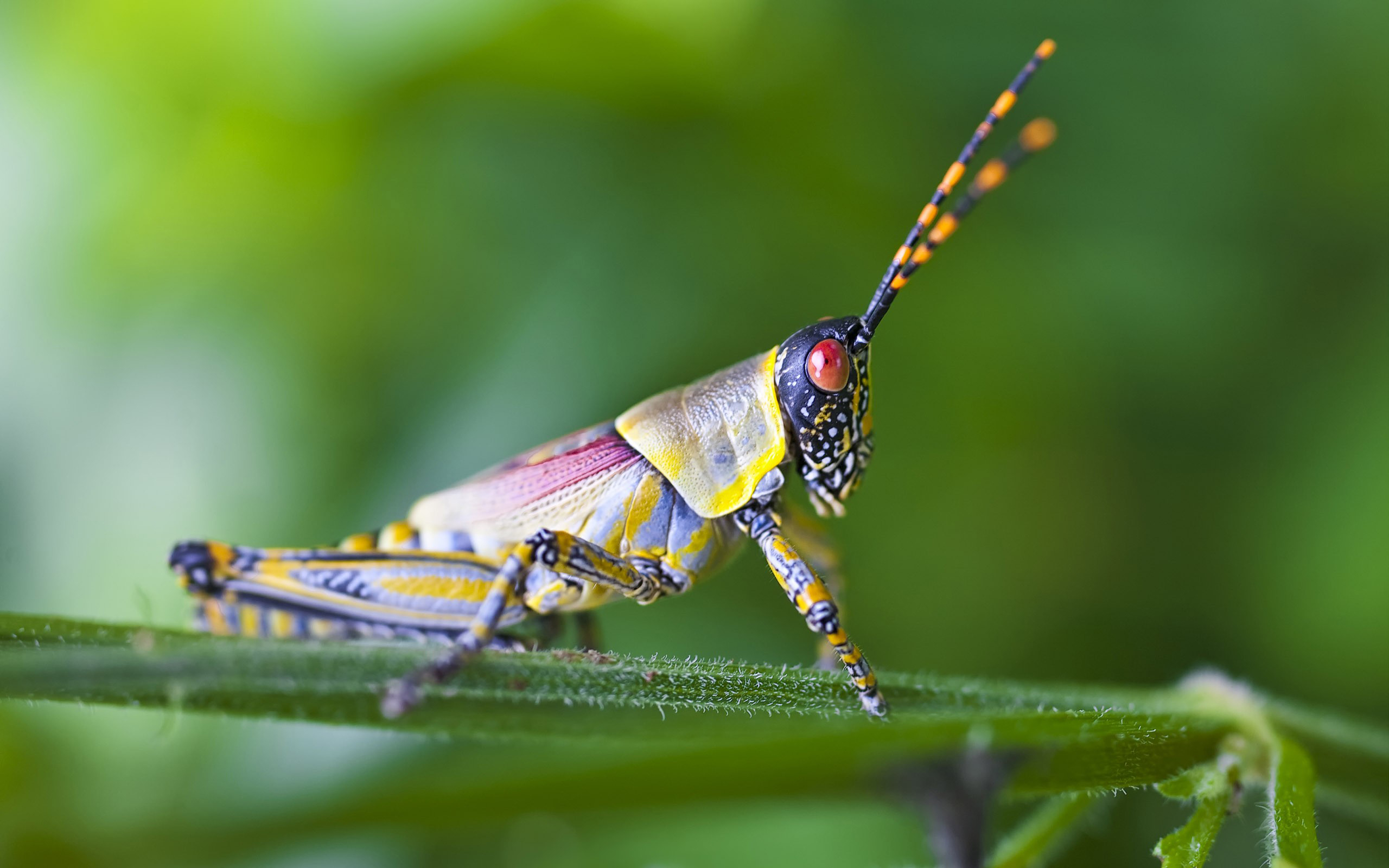 grasshopper, animal Free Stock Photo