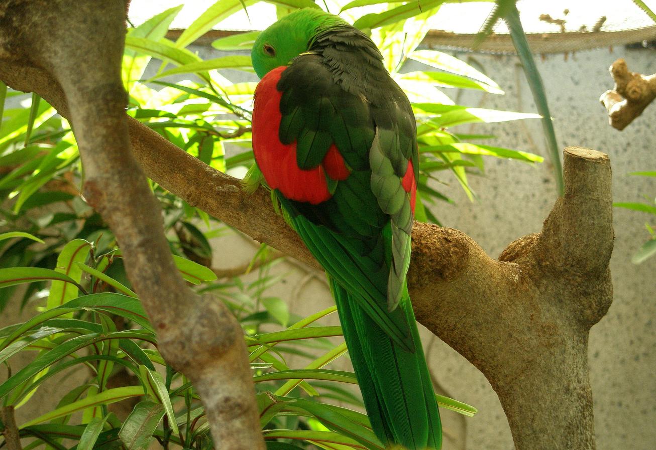 animal, parrot cellphone