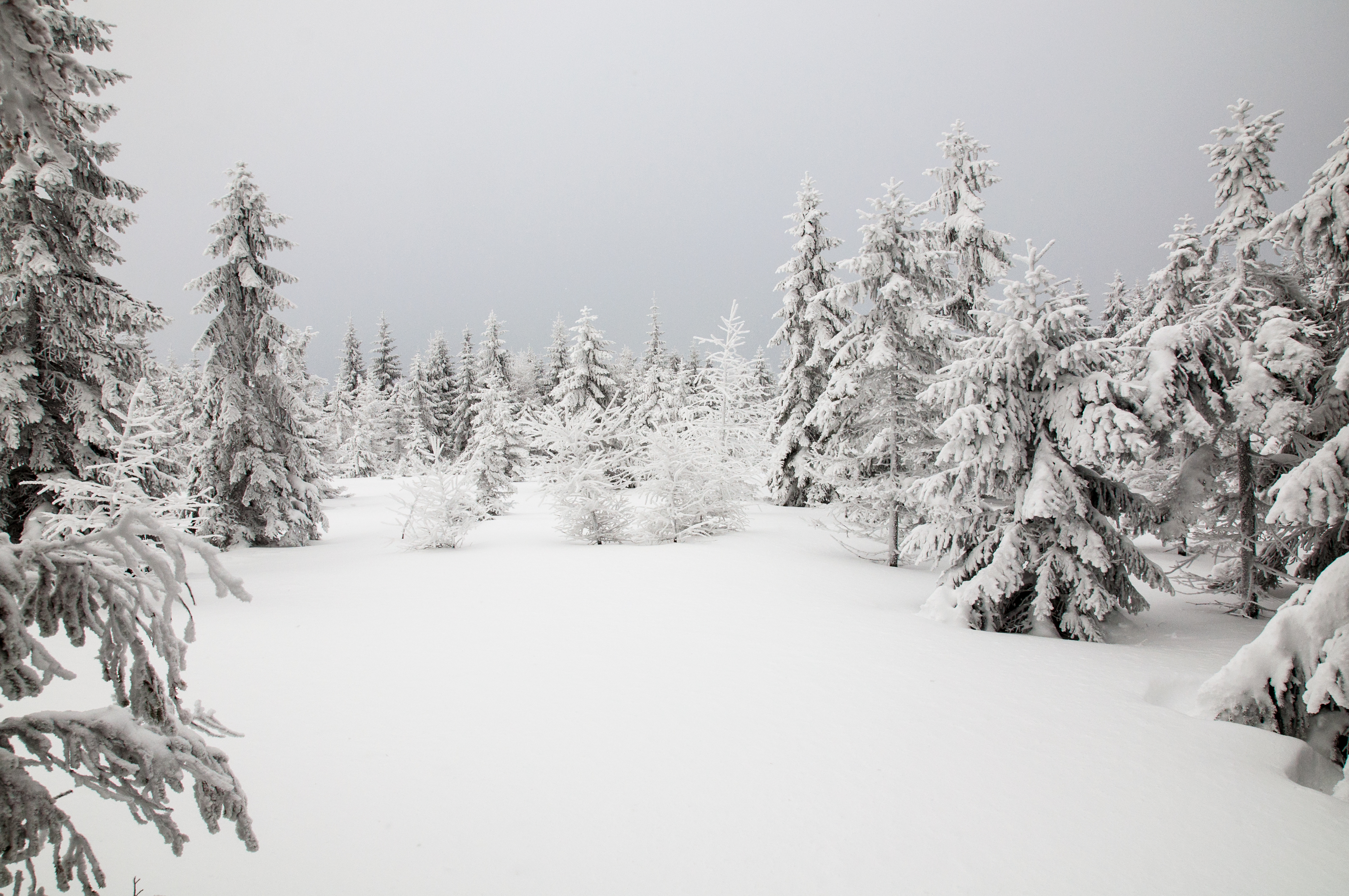 Скачать обои бесплатно Деревья, Снег, Природа, Елки, Зима картинка на рабочий стол ПК