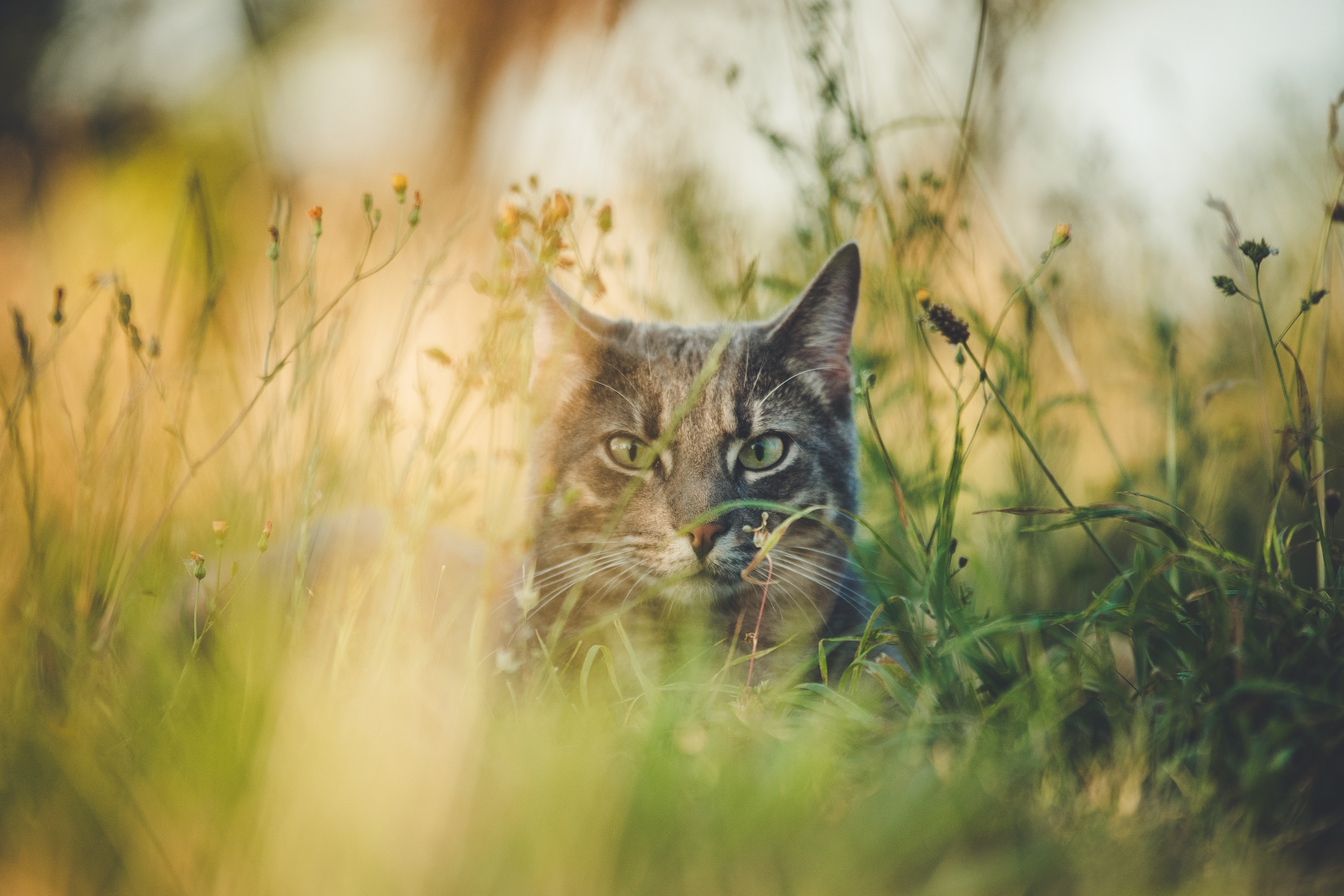 Download mobile wallpaper Grass, Hide, Pet, Cat, Animal, Animals for free.