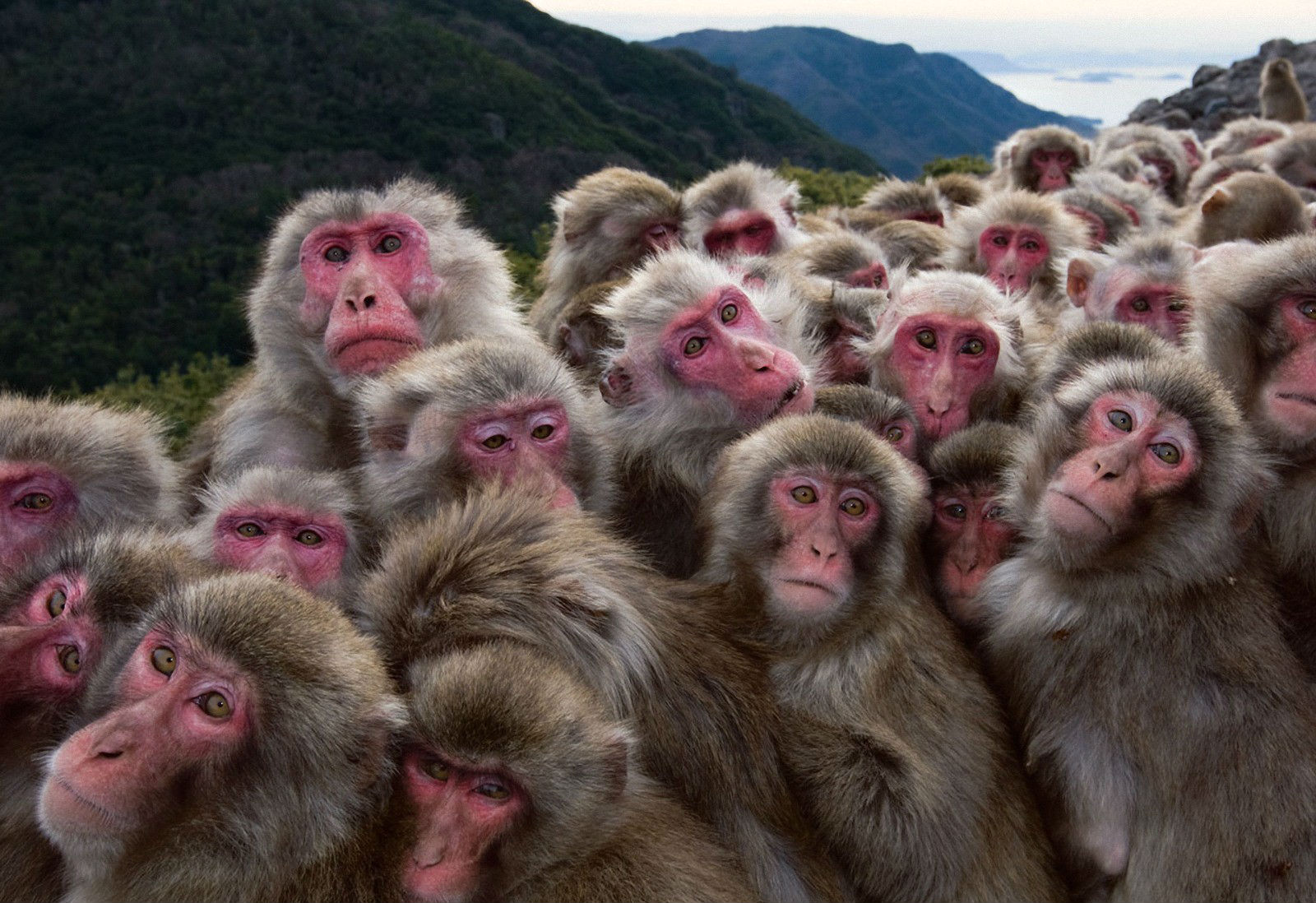 vertical wallpaper monkeys, animal, japanese macaque, monkey