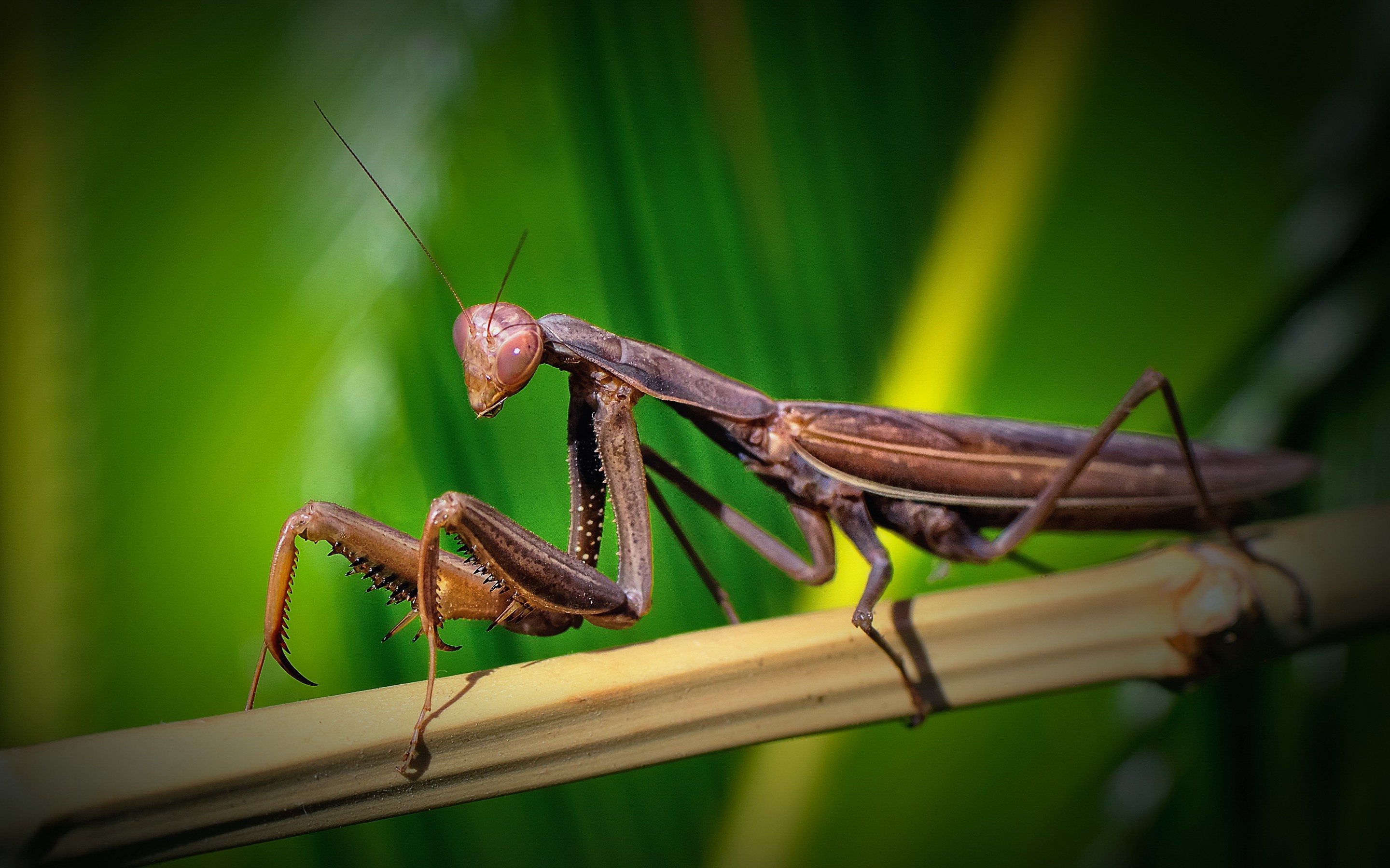 praying mantis, animal, insects High Definition image