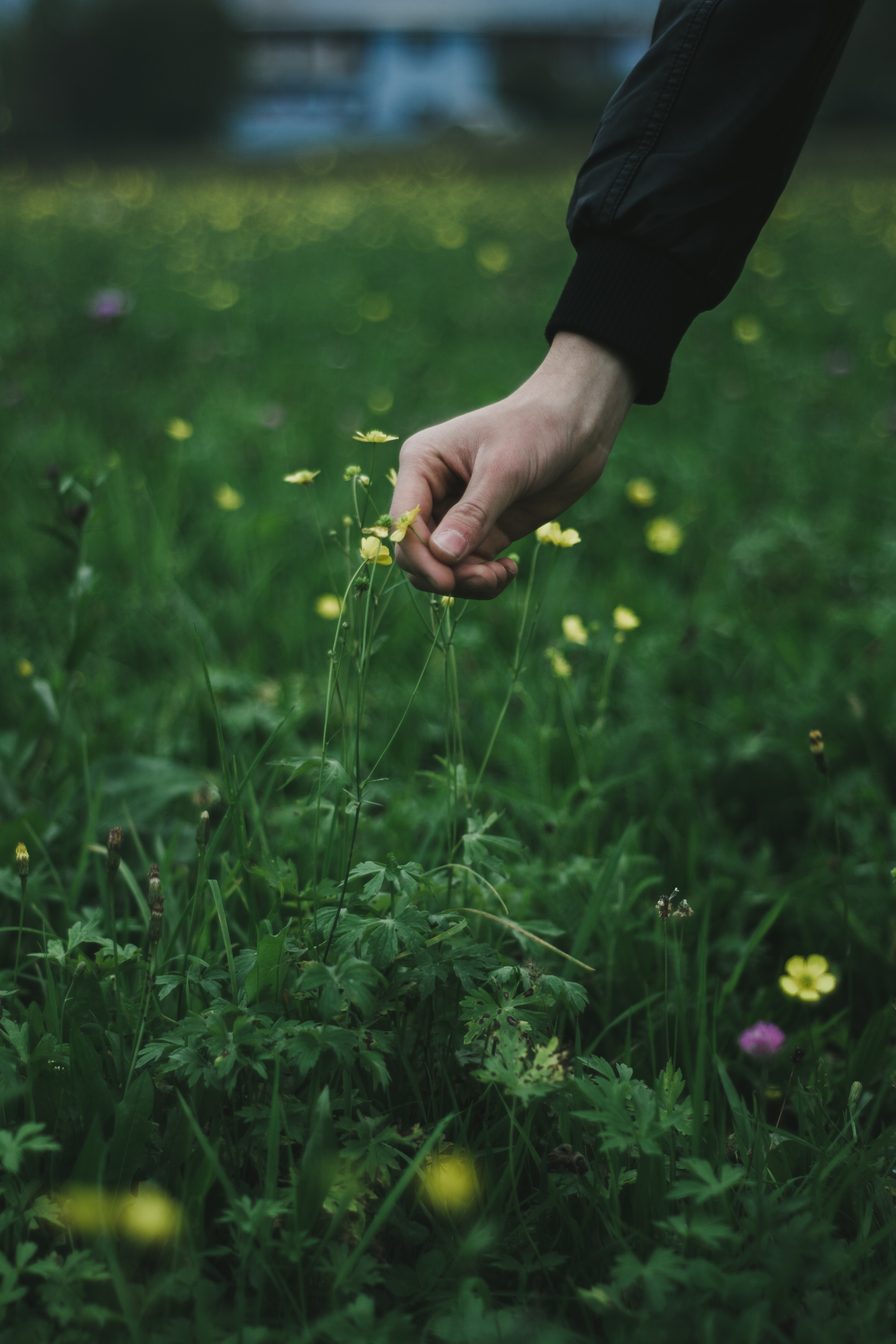 touch, touching, flowers, grass, hand