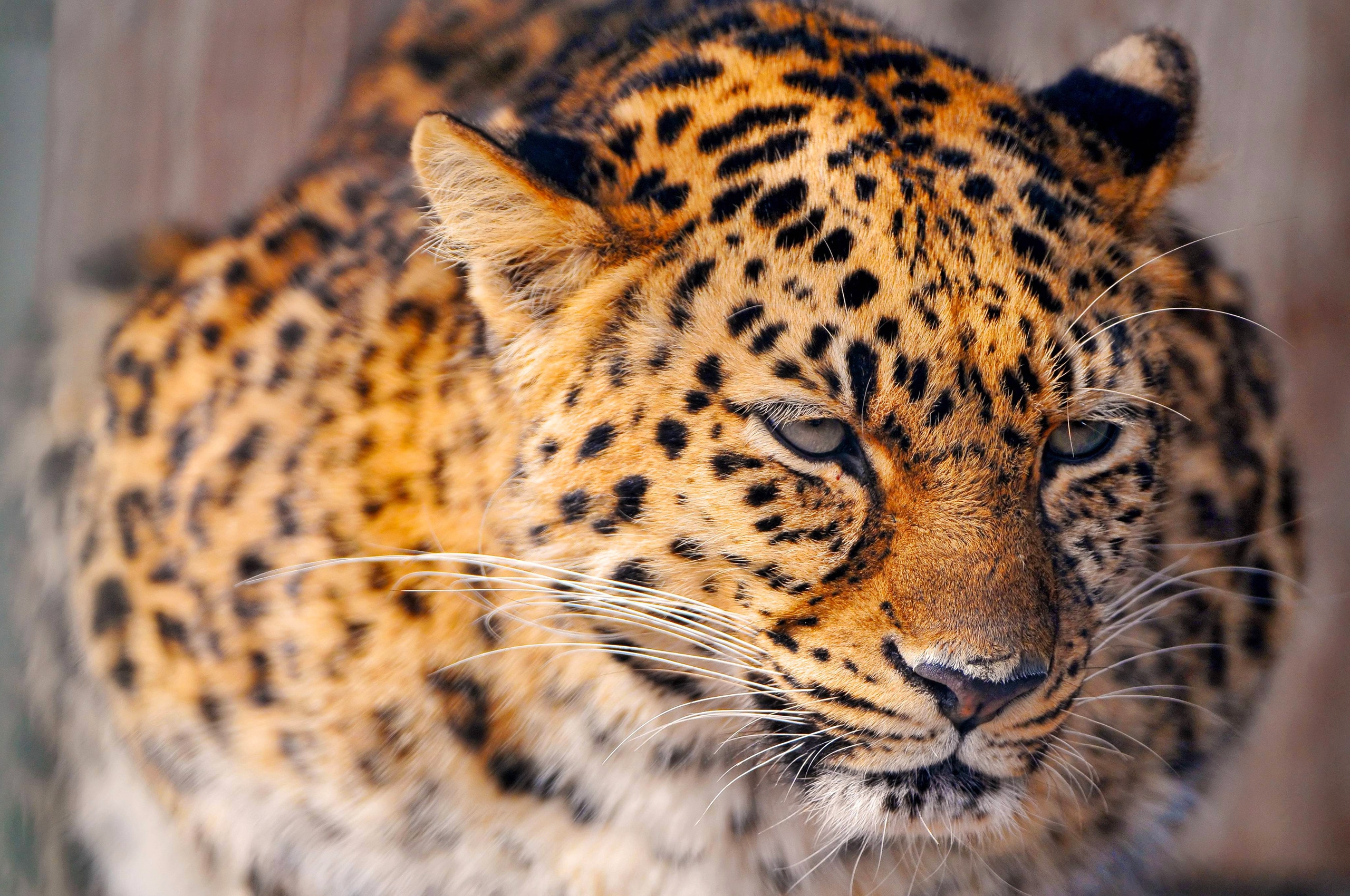 animals, snow, cat, leopard, sad, large, big 8K