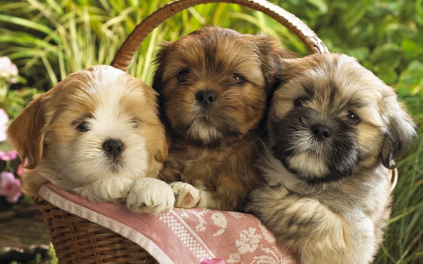 Download mobile wallpaper Animals, Dogs for free.