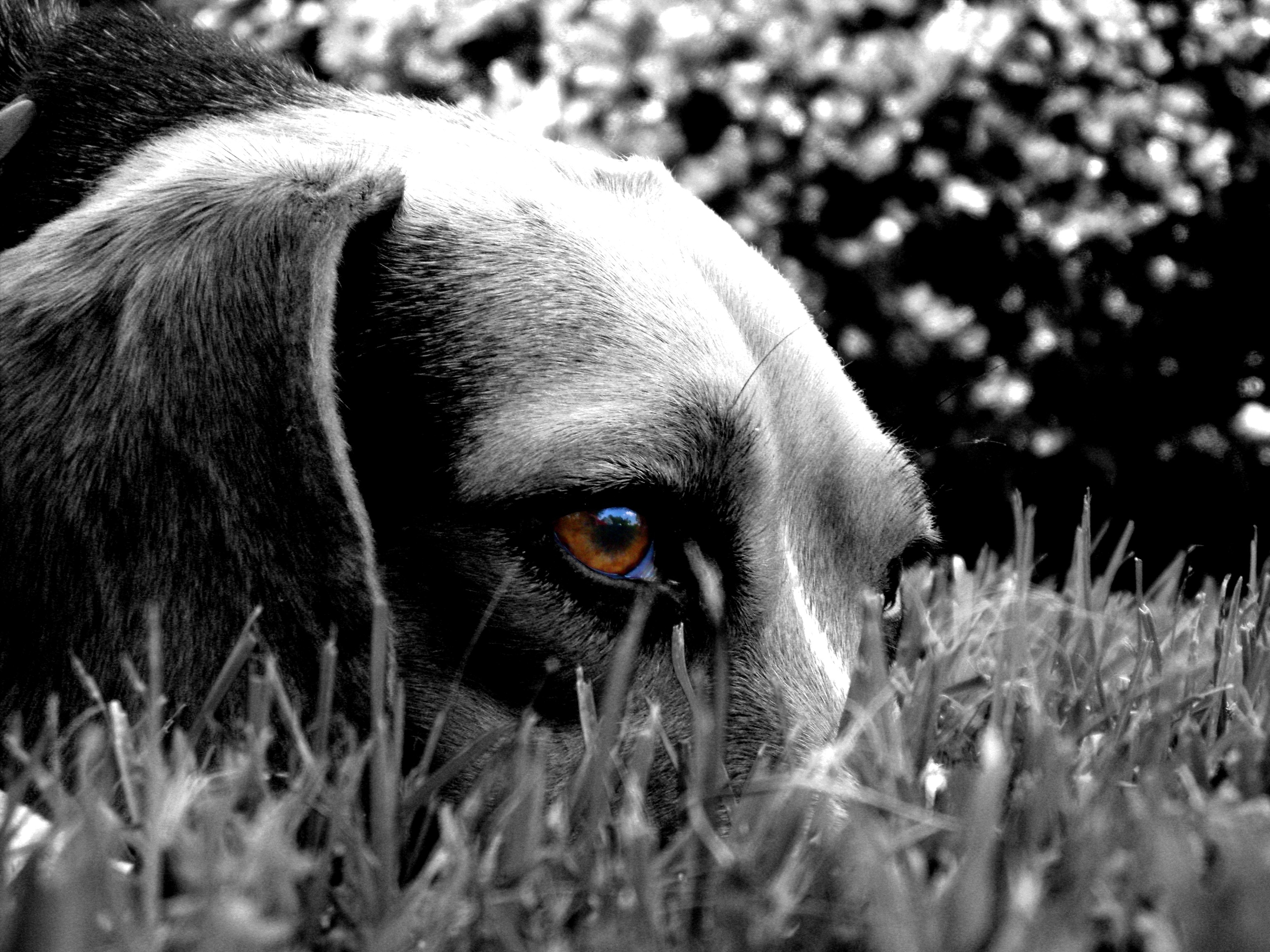 Преданные трагичные глаза собаки