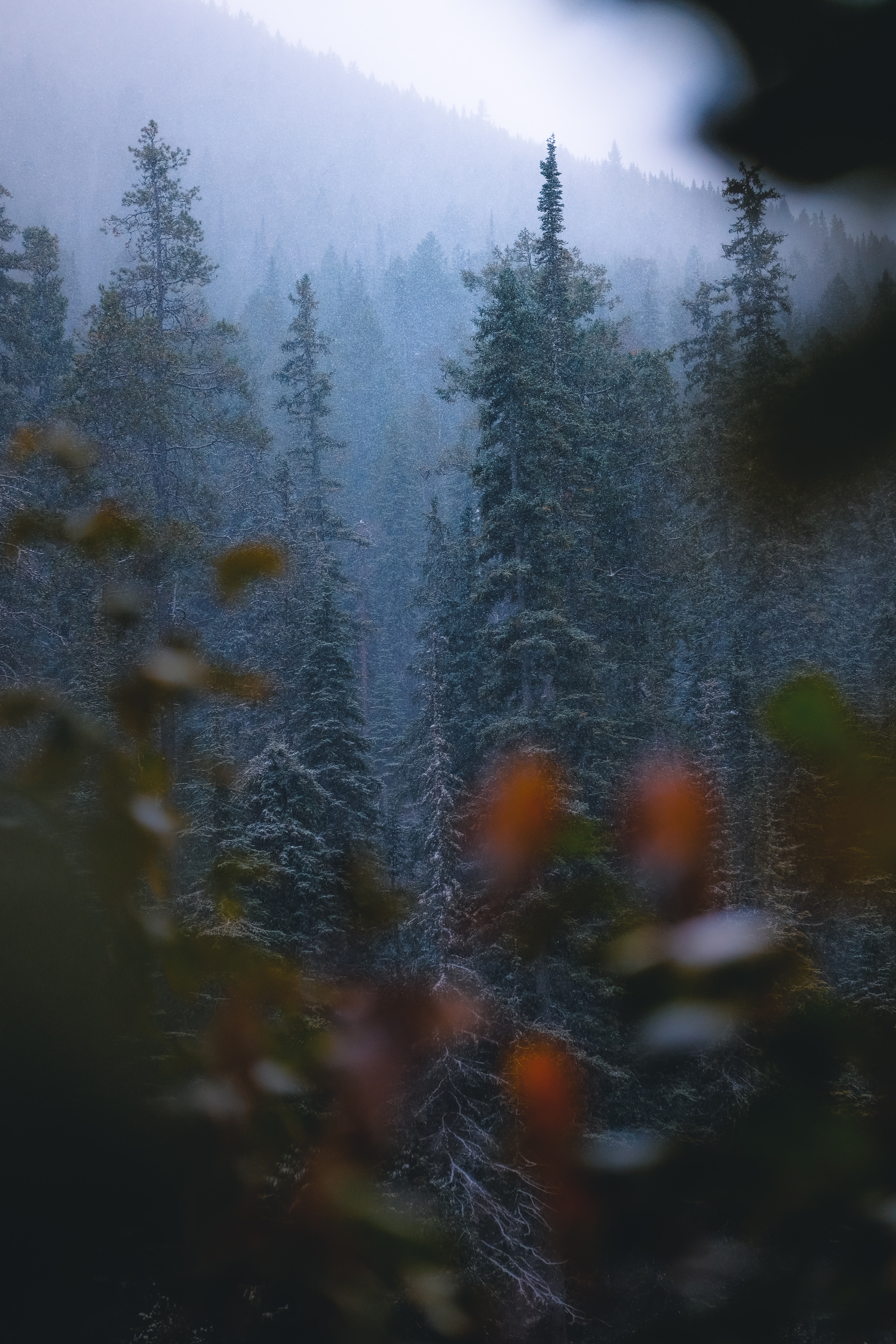 Download mobile wallpaper Snowfall, Pine, Snow, Forest, Nature, Trees for free.