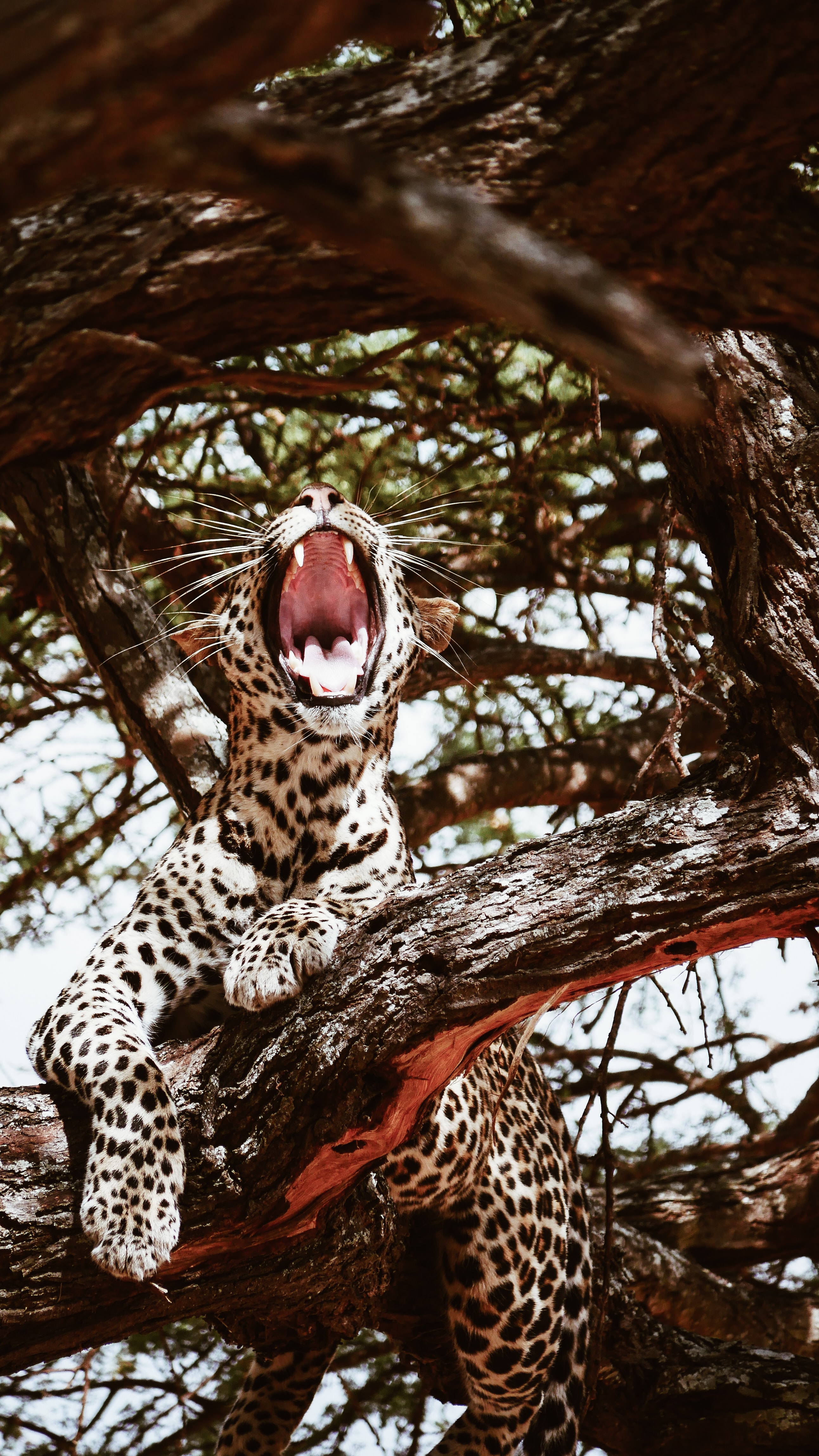 animals, leopard, predator, big cat, to fall, mouth wallpaper for mobile